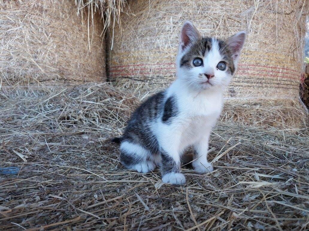 Amici animali