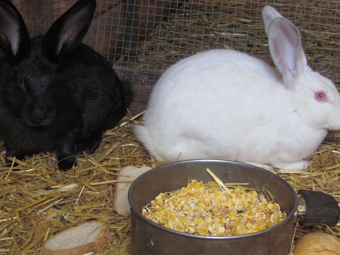 Amici animali 2