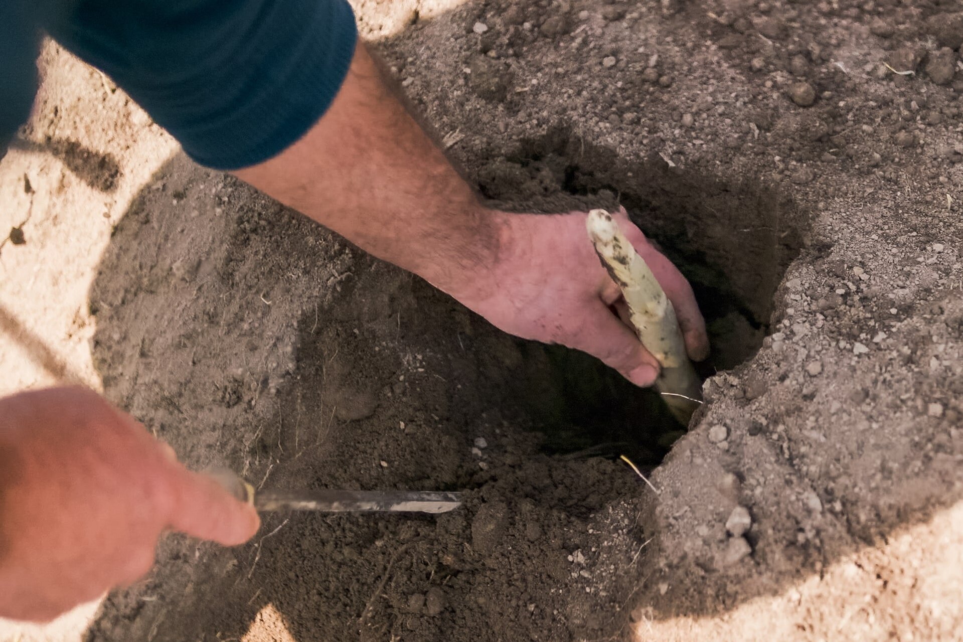 Asparagi, dalla terra alla tavola