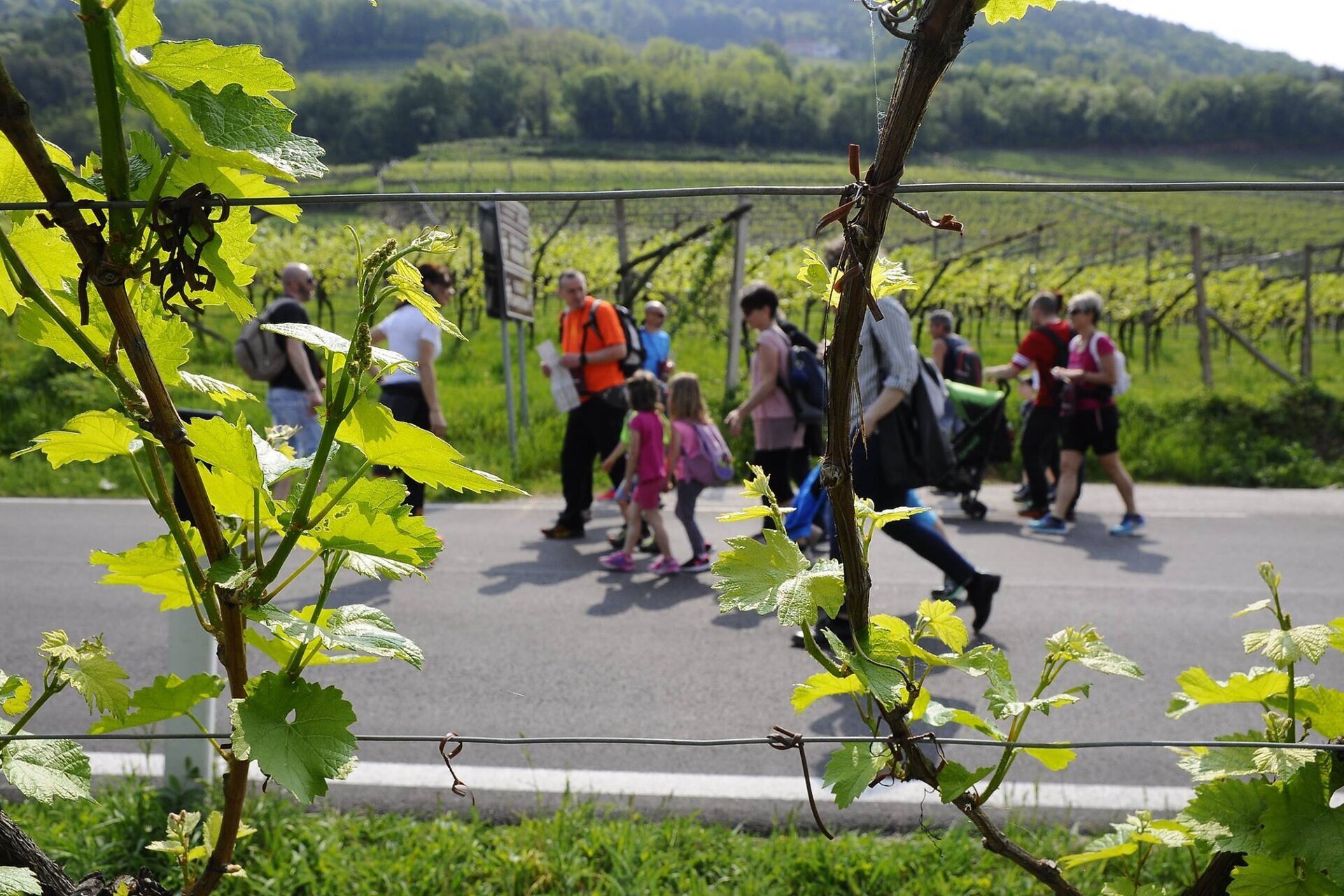 Events Rotaliana Konigsberg Di Maso In Maso 22374 Image Thumb 22374 Thumb1920 Di Maso In Maso Proloco Lavis 11 Cc687e86