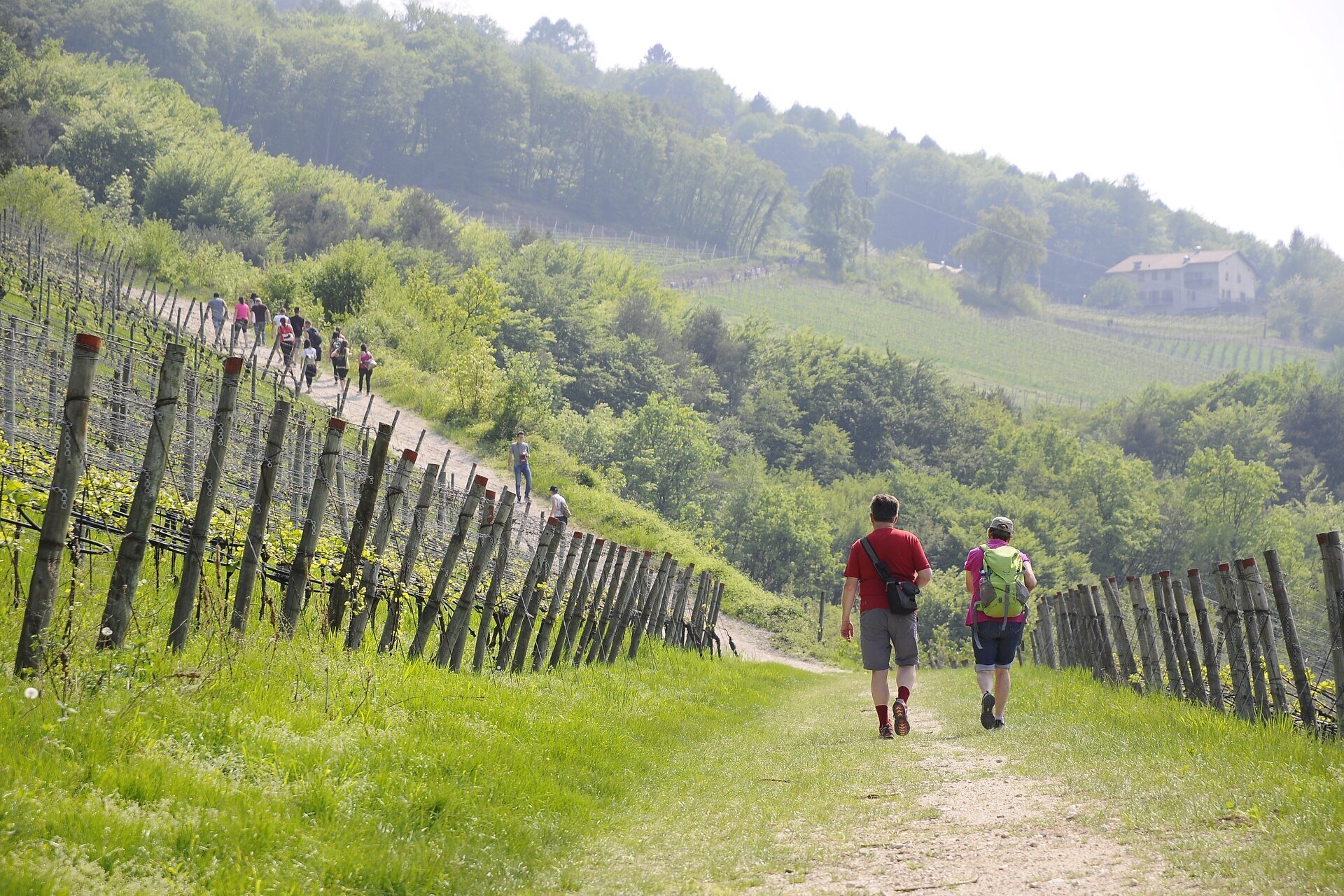 Events Rotaliana Konigsberg Di Maso In Maso 22368 Image Thumb 22368 Thumb1920 Di Maso In Maso Proloco Lavis 3 A07526c1