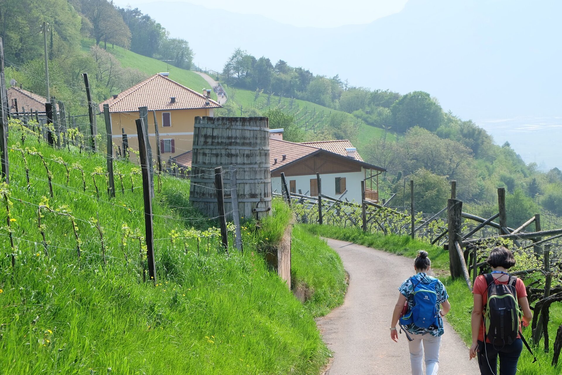 Events Rotaliana Konigsberg Di Maso In Maso 22377 Image Thumb 22377 Thumb1920 Di Maso In Maso Proloco Lavis 12 Ea8fced7