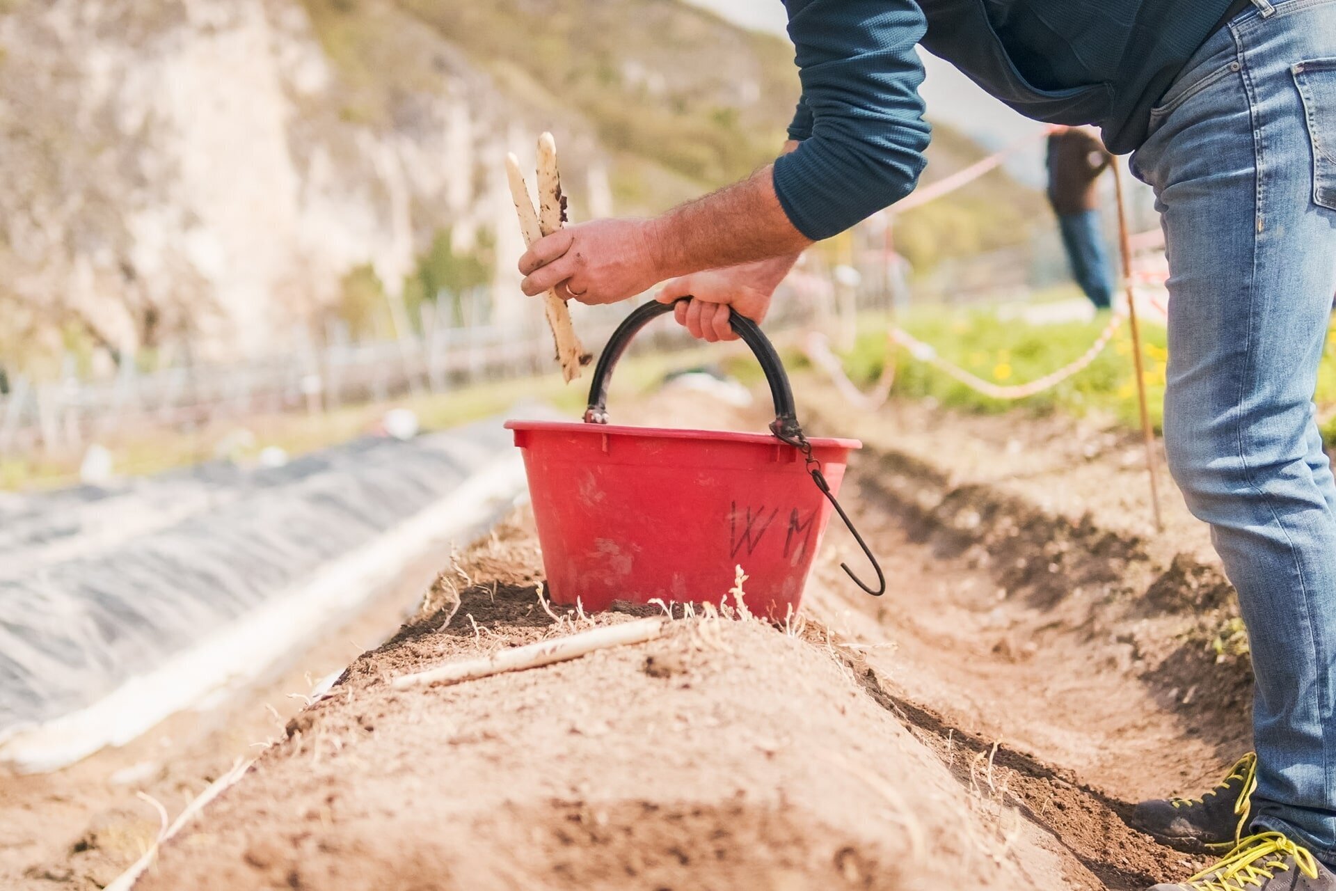 Festival dell'Asparago Bianco di Zambana