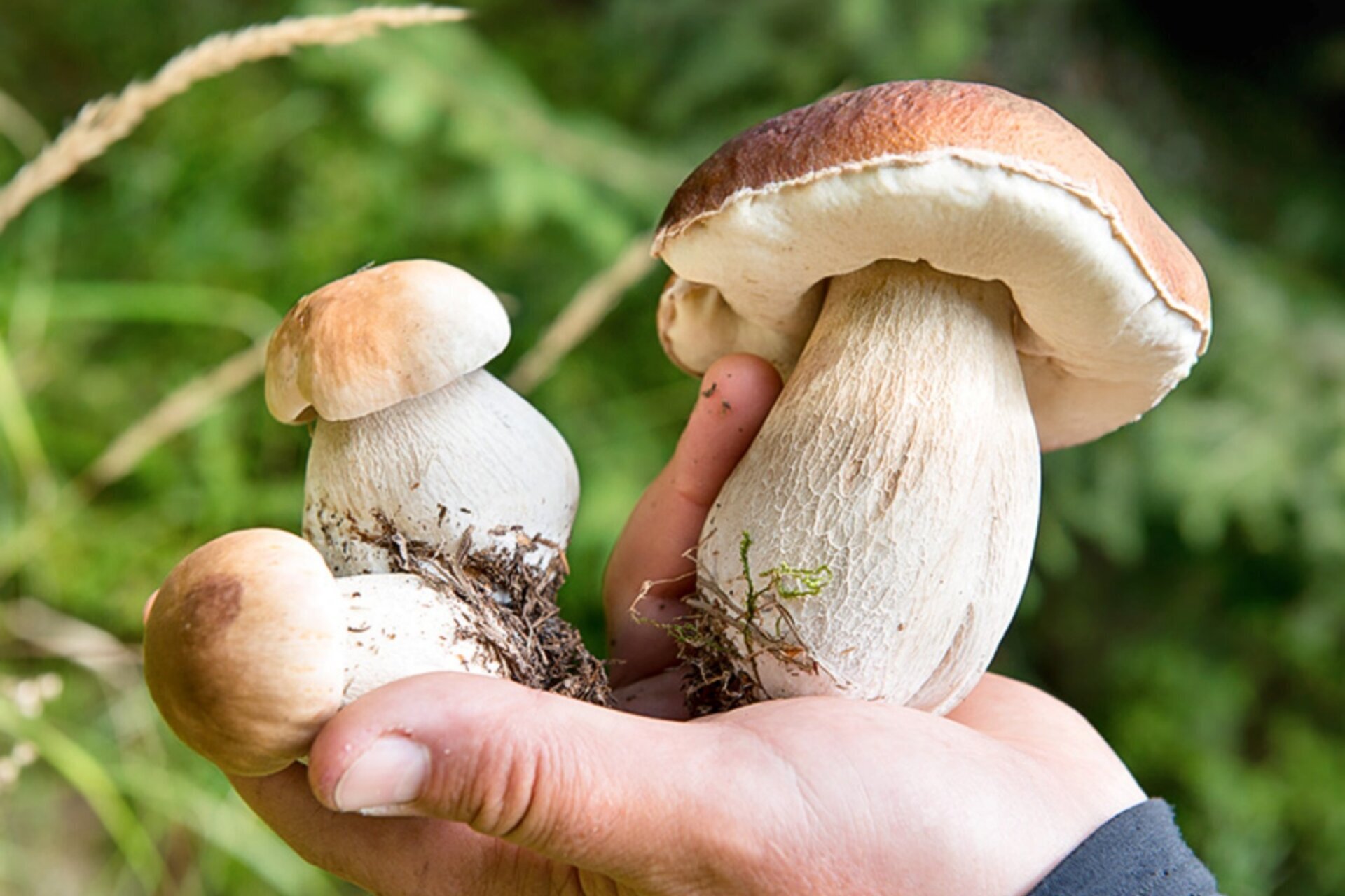 Serata informativa - I funghi tossici e i loro sosia commestibili