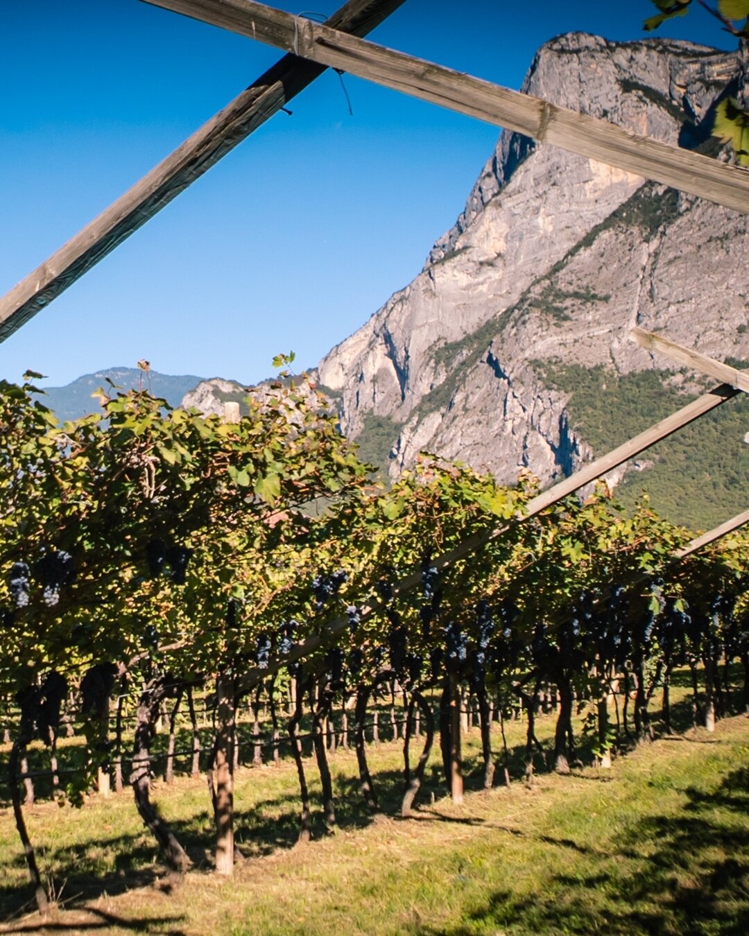 Content Dam Org 5 Images Full Rights Piana Rotaliana Esperienze Cena In Vigna De Vigili De Vigili 3 Ph De Vigili Rotaliana
