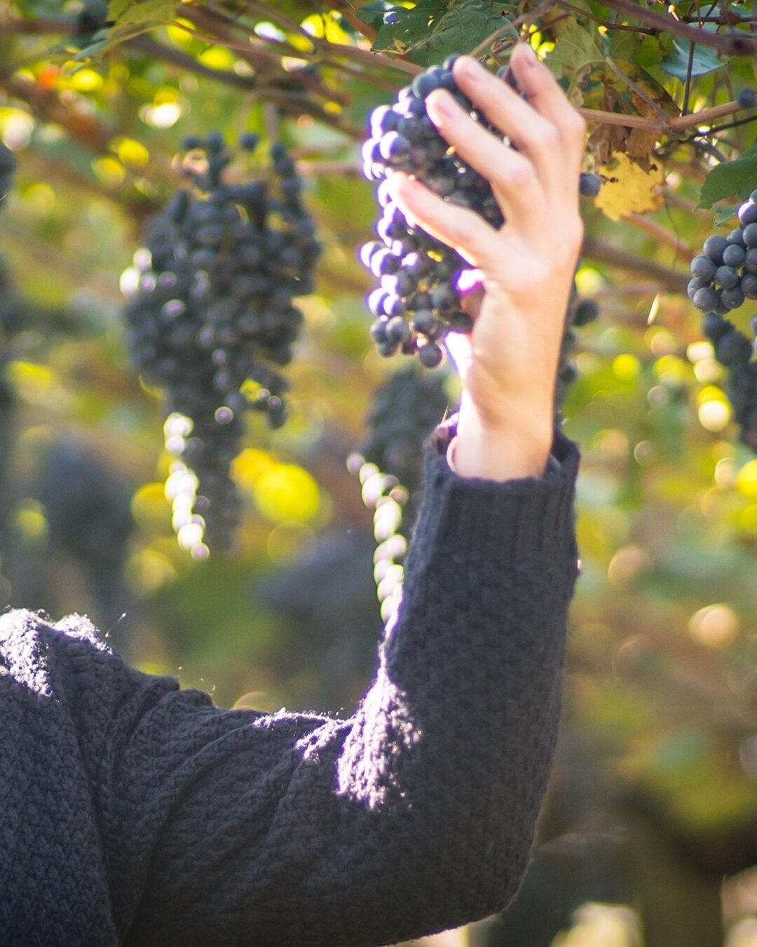 Content Dam Org 5 Images Full Rights Piana Rotaliana Esperienze Cena In Vigna De Vigili De Vigili Ph De Vigili Rotaliana