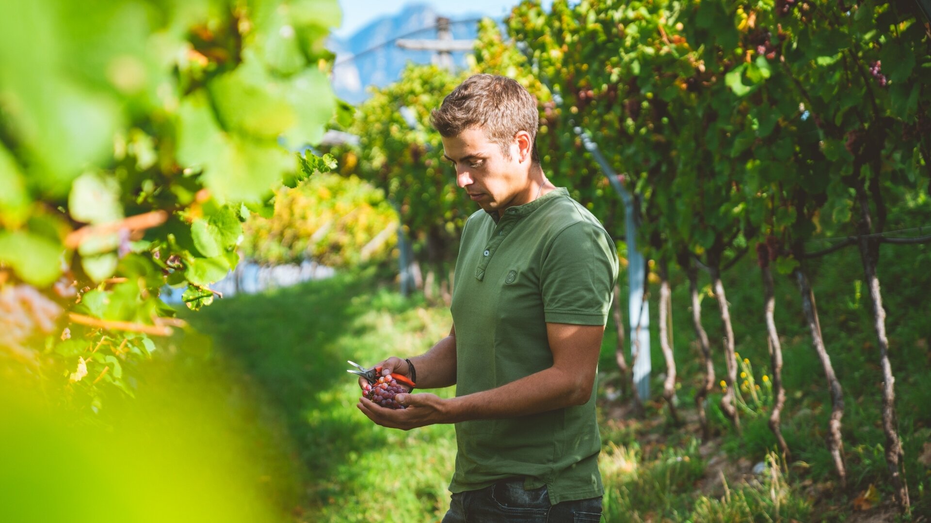 Panoramic trekking "A walk through time" - Klinger Winery