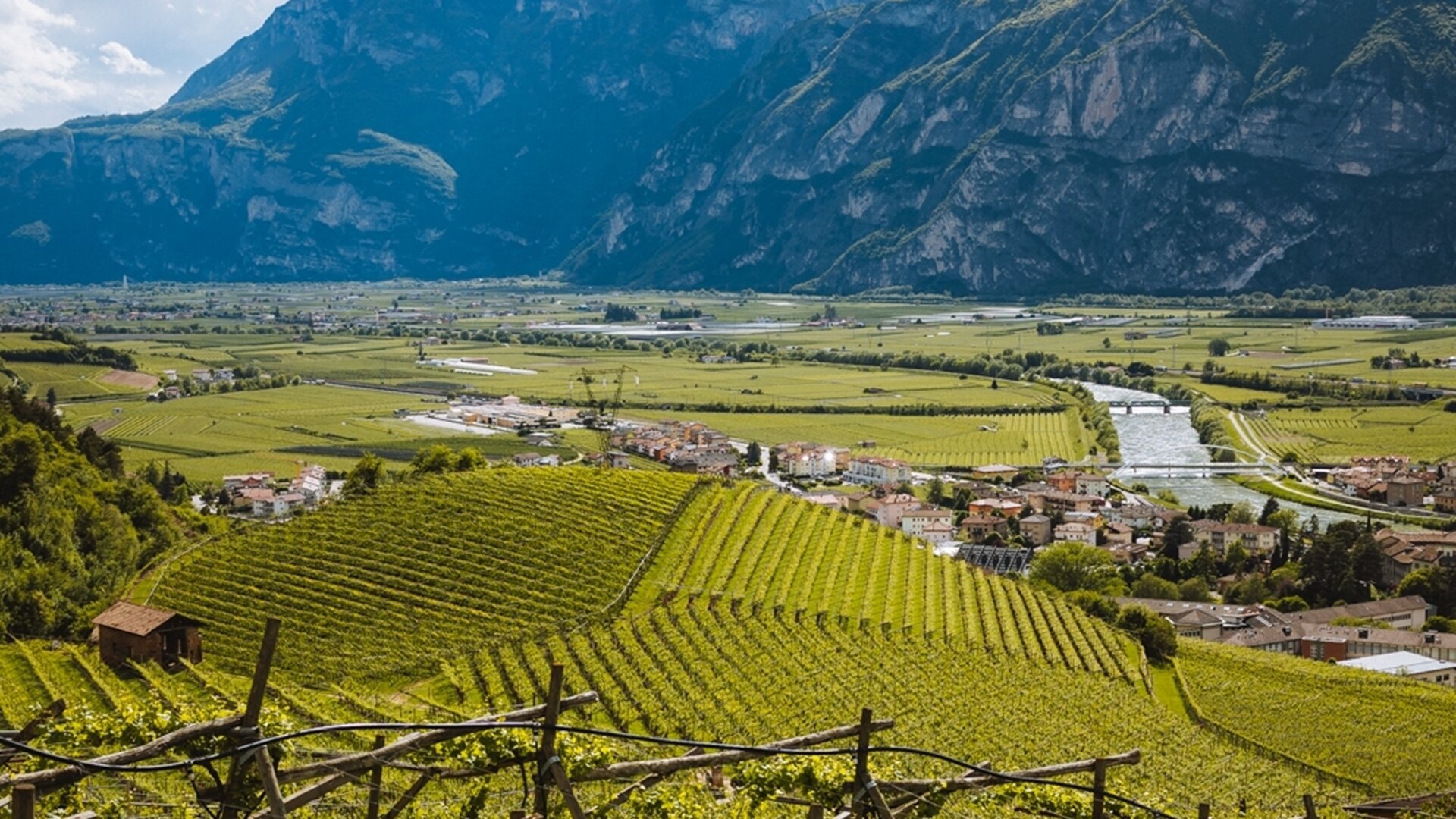 Content Dam Org 5 Images Full Rights Piana Rotaliana Esperienze Cantina Endrizzi Top Experience Topexperienceendrizzi2 Rotaliana