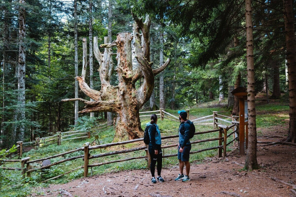 Monte - Rif. Malga Kraun (SAT 500-507)