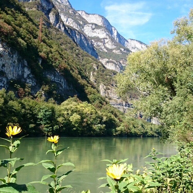 Foci dell'Avisio Biotope