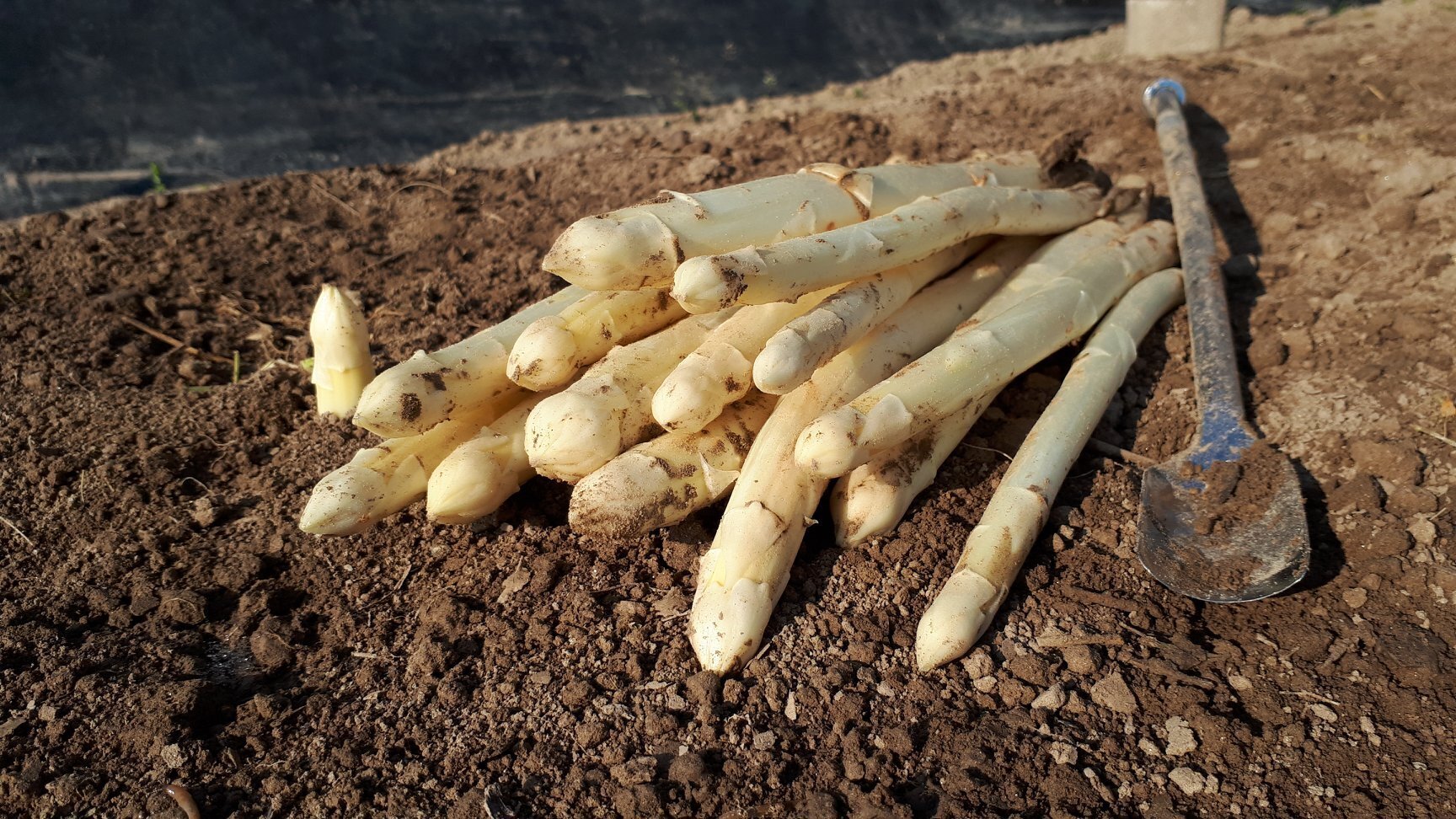 Content Dam Org 5 Images Full Rights Piana Rotaliana Shopping Produzioni Agricole Asta Asparagi Asta Asparagi Raccolti Rotaliana