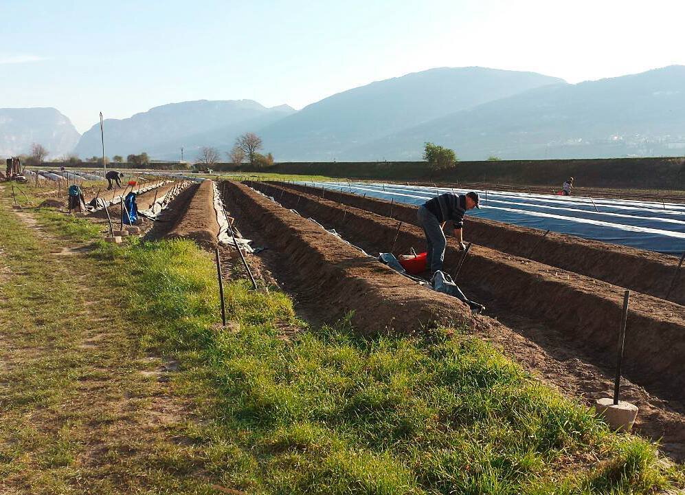 Content Dam Org 5 Images Full Rights Piana Rotaliana Shopping Produzioni Agricole Asta Asparagi Asta Campi Di Asparagi Rotaliana