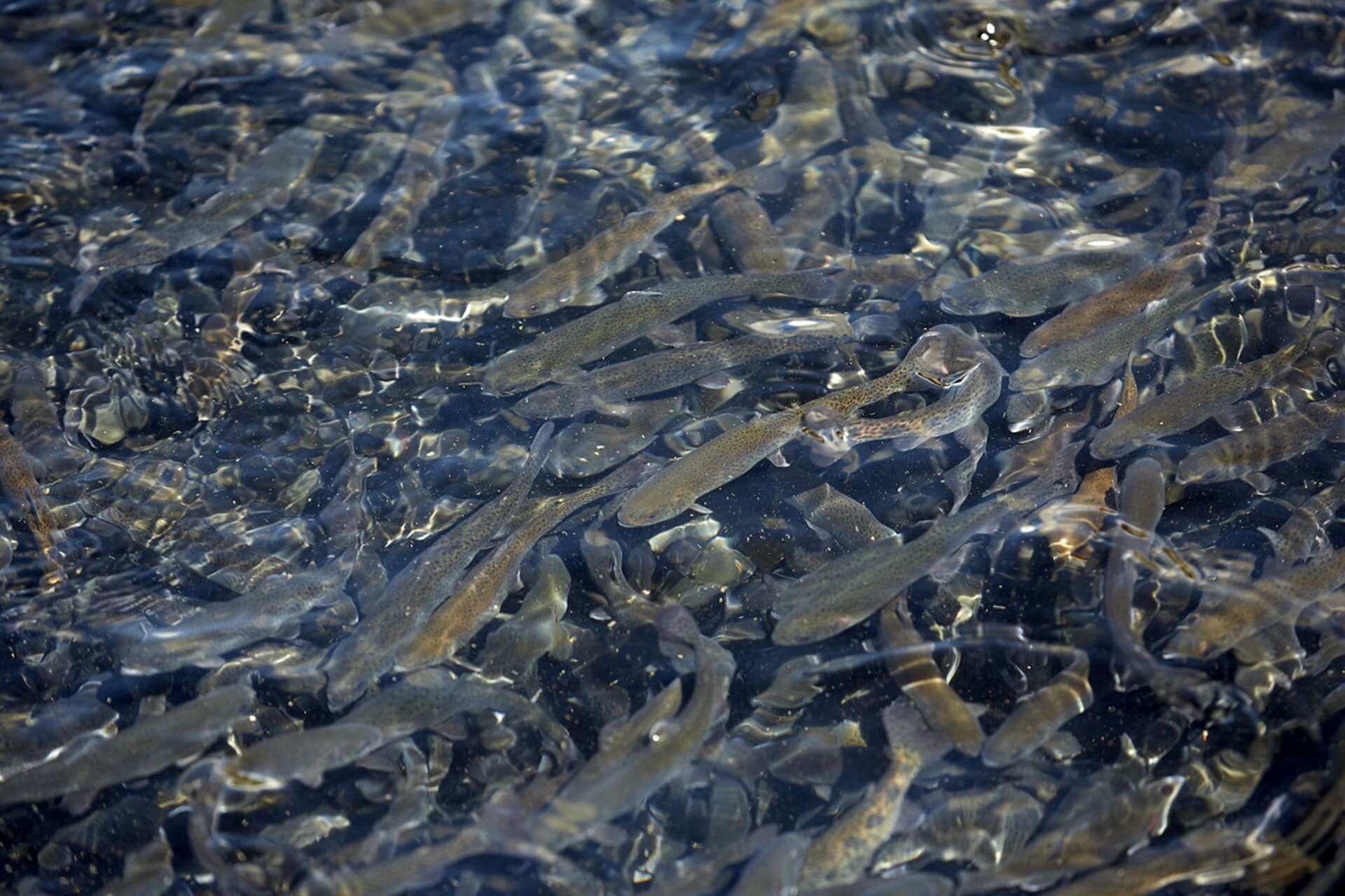 Content Dam Org 5 Images Full Rights Piana Rotaliana Shopping Produzioni Agricole Astro Trote Astro Trote Trote Credits Italmark