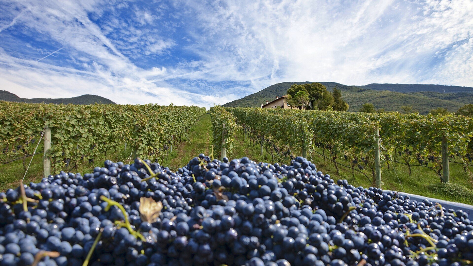 Content Dam Org 5 Images Full Rights Piana Rotaliana Shopping Cantine E Distillerie Azienda Agricola Bellaveder Azienda Agricola Bellaveder Vendemmia Rotaliana