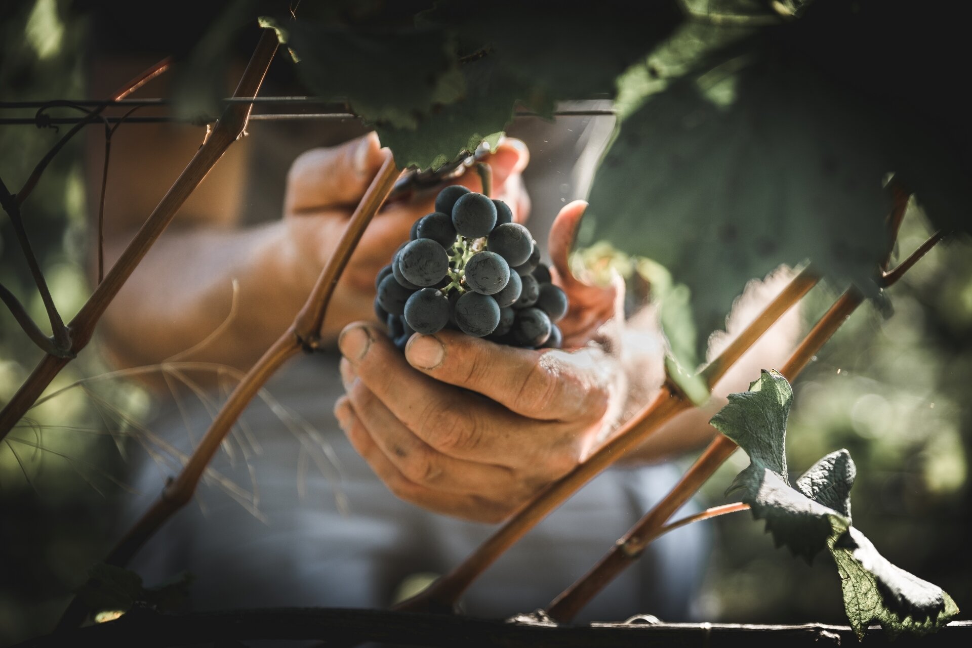 Content Dam Org 5 Images Full Rights Piana Rotaliana Shopping Cantine E Distillerie De Vescovi Ulzbach De Vescovi Ulzbach 3