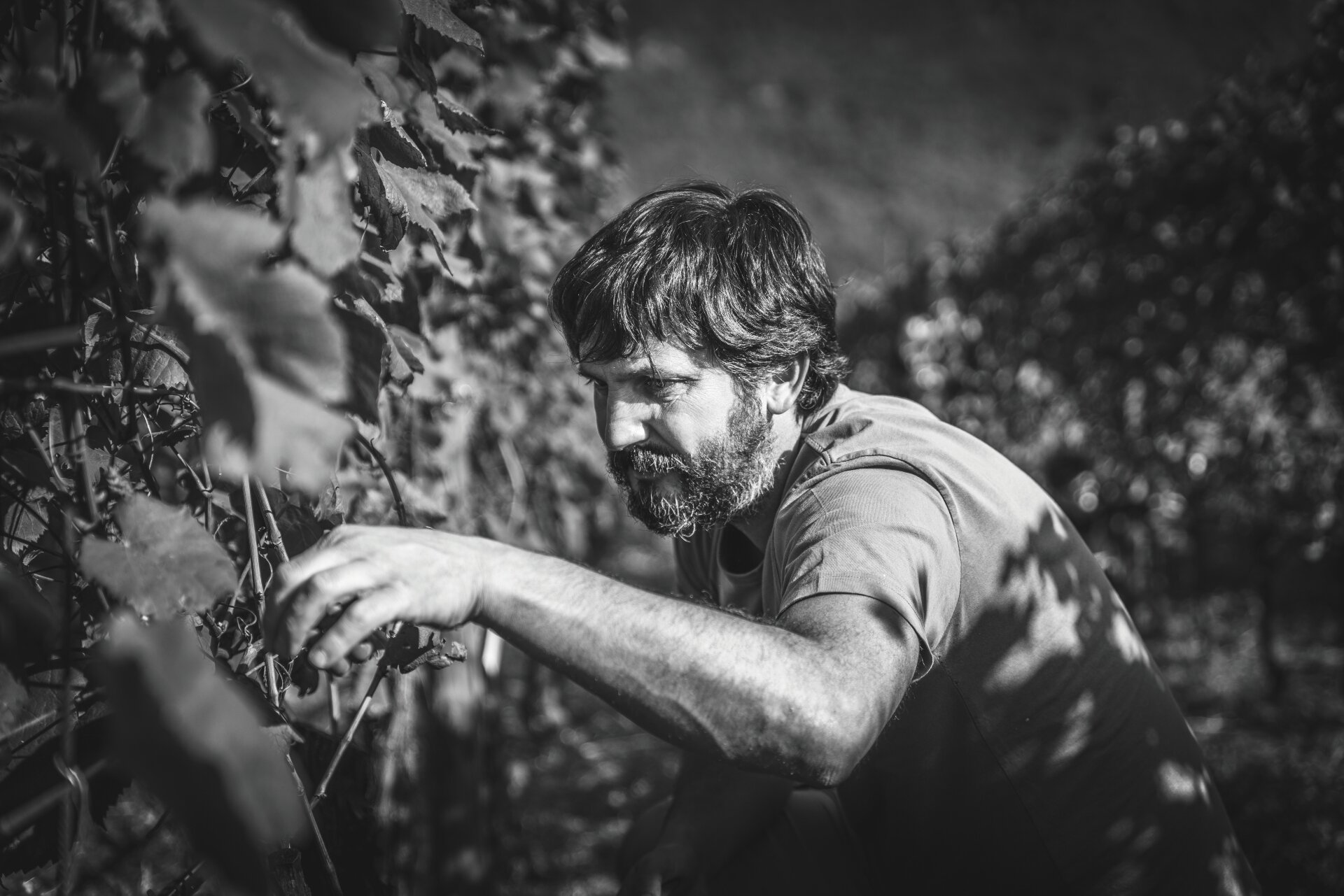 Content Dam Org 5 Images Full Rights Piana Rotaliana Shopping Cantine E Distillerie De Vescovi Ulzbach De Vescovi Ulzbach 4