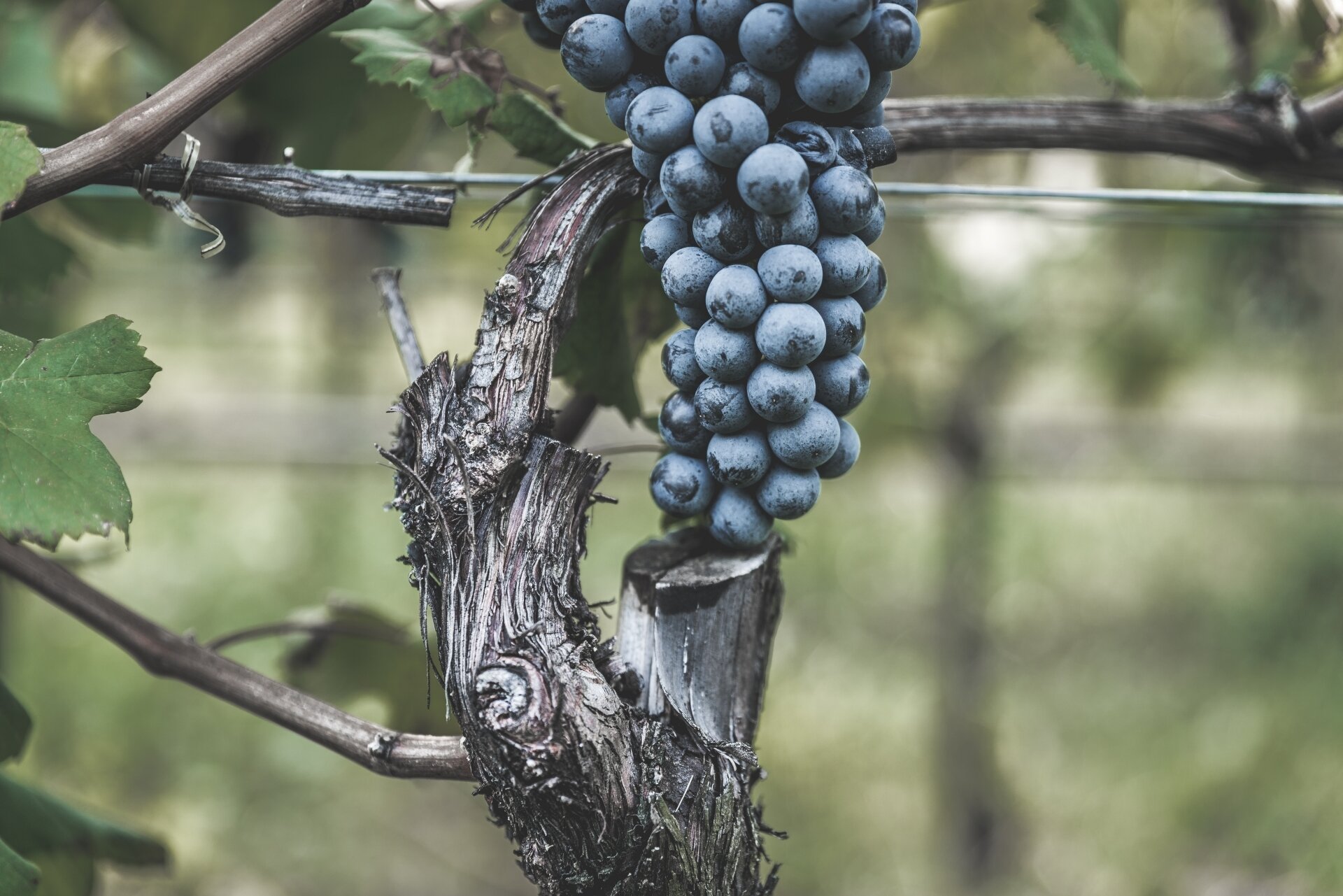 Content Dam Org 5 Images Full Rights Piana Rotaliana Shopping Cantine E Distillerie De Vescovi Ulzbach De Vescovi Ulzbach 5