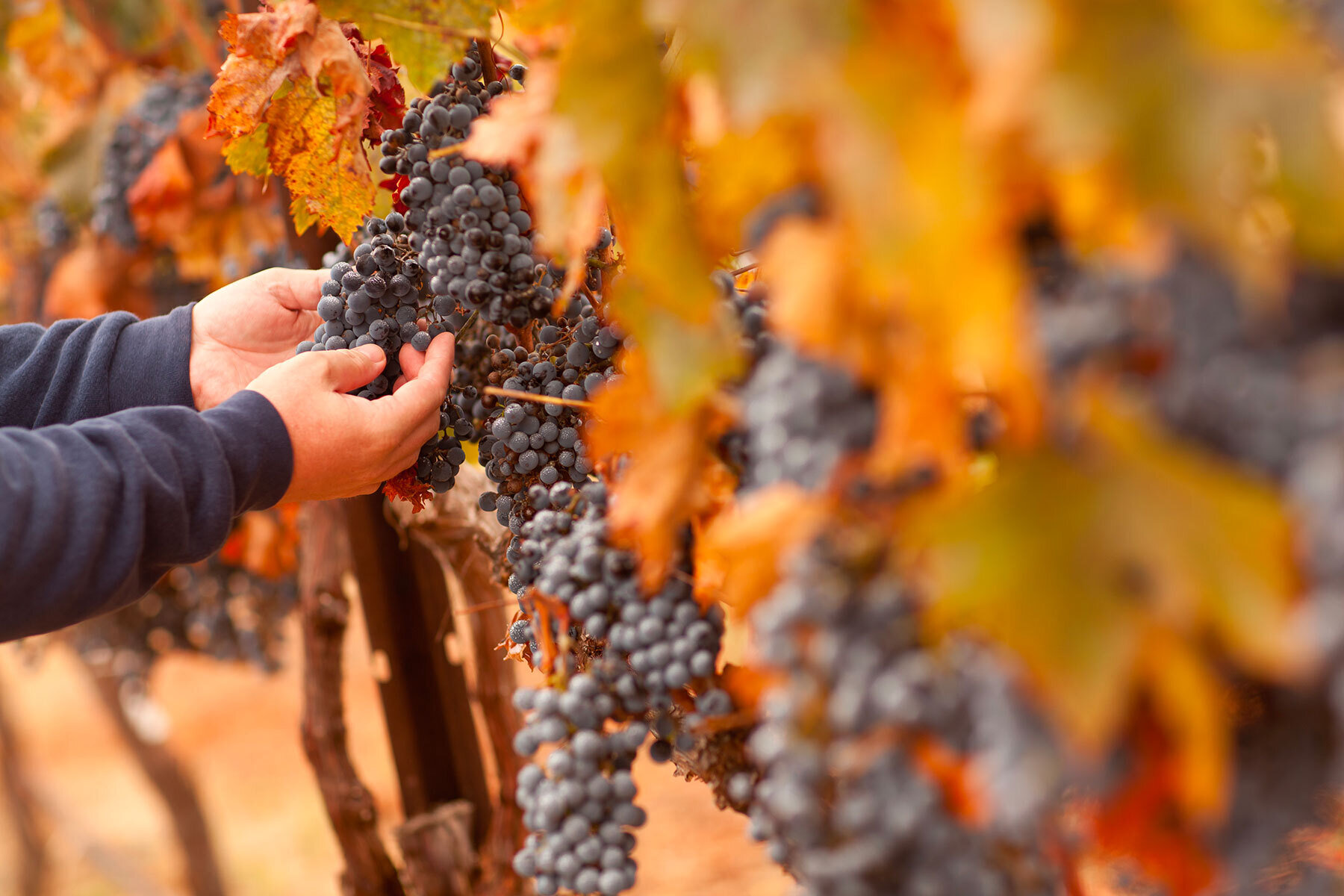 Content Dam Org 5 Images Full Rights Piana Rotaliana Shopping Cantine E Distillerie Fedrizzi Cipriano Fedrizzi Cipriano Piana Rotaliana