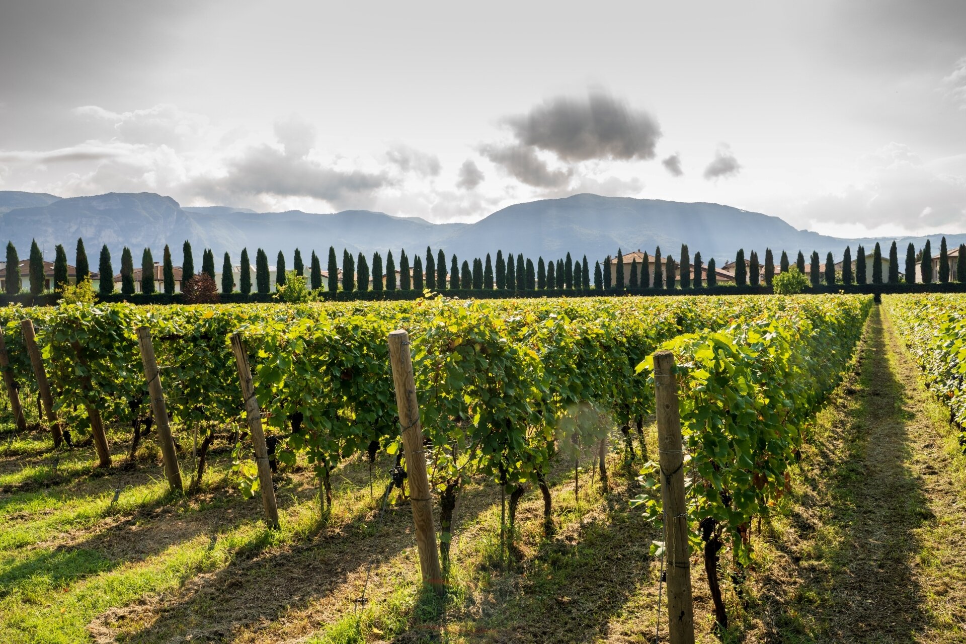 Content Dam Org 5 Images Full Rights Piana Rotaliana Shopping Cantine E Distillerie Azienda Agricola Foradori 2021 Ph Giorgio Monticelli 47