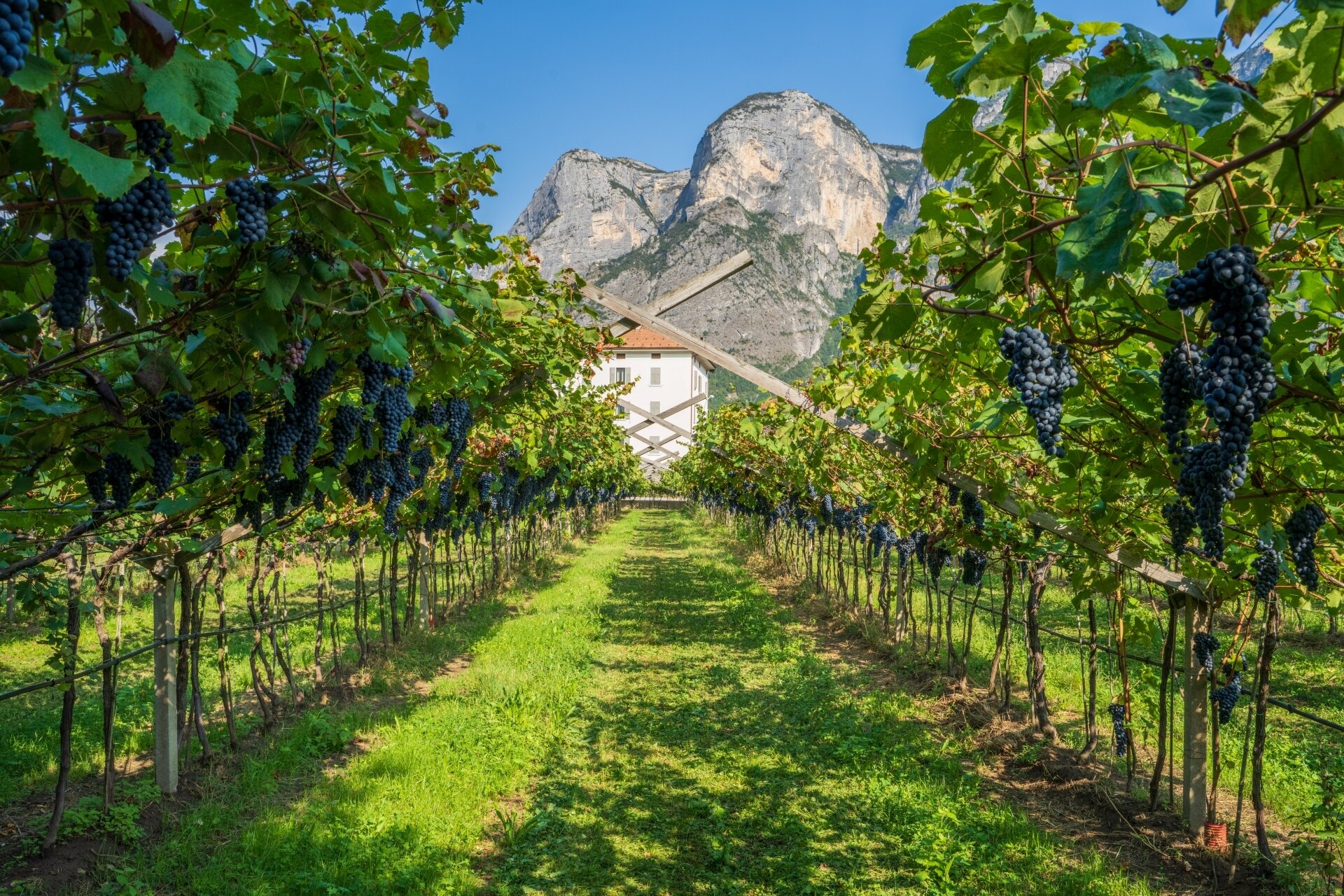 Content Dam Org 5 Images Full Rights Piana Rotaliana Shopping Cantine E Distillerie Azienda Agricola Foradori 2021 Ph Giorgio Monticelli 48