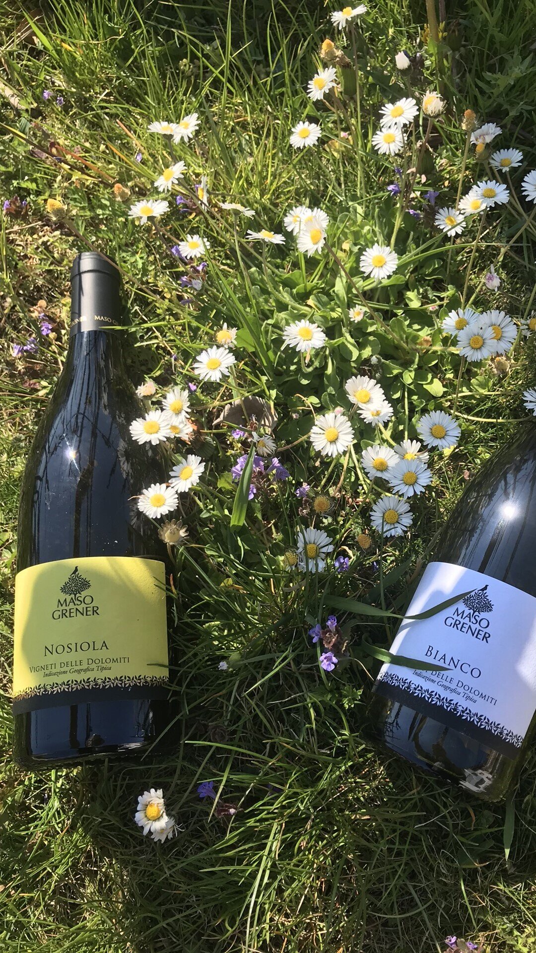 Maso Grener Winery