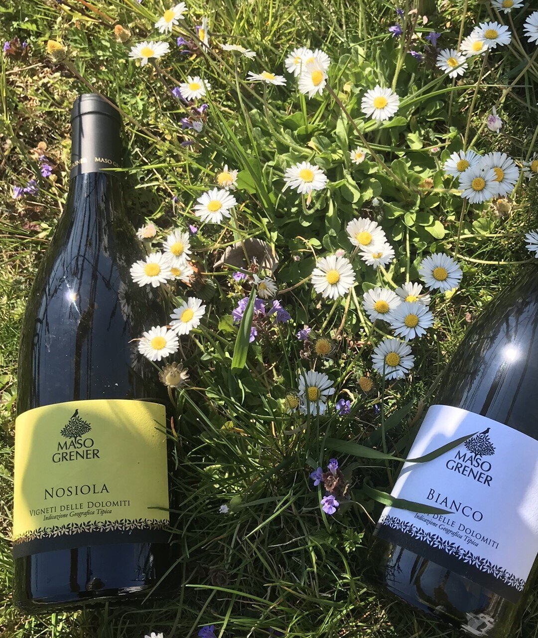 Maso Grener Winery