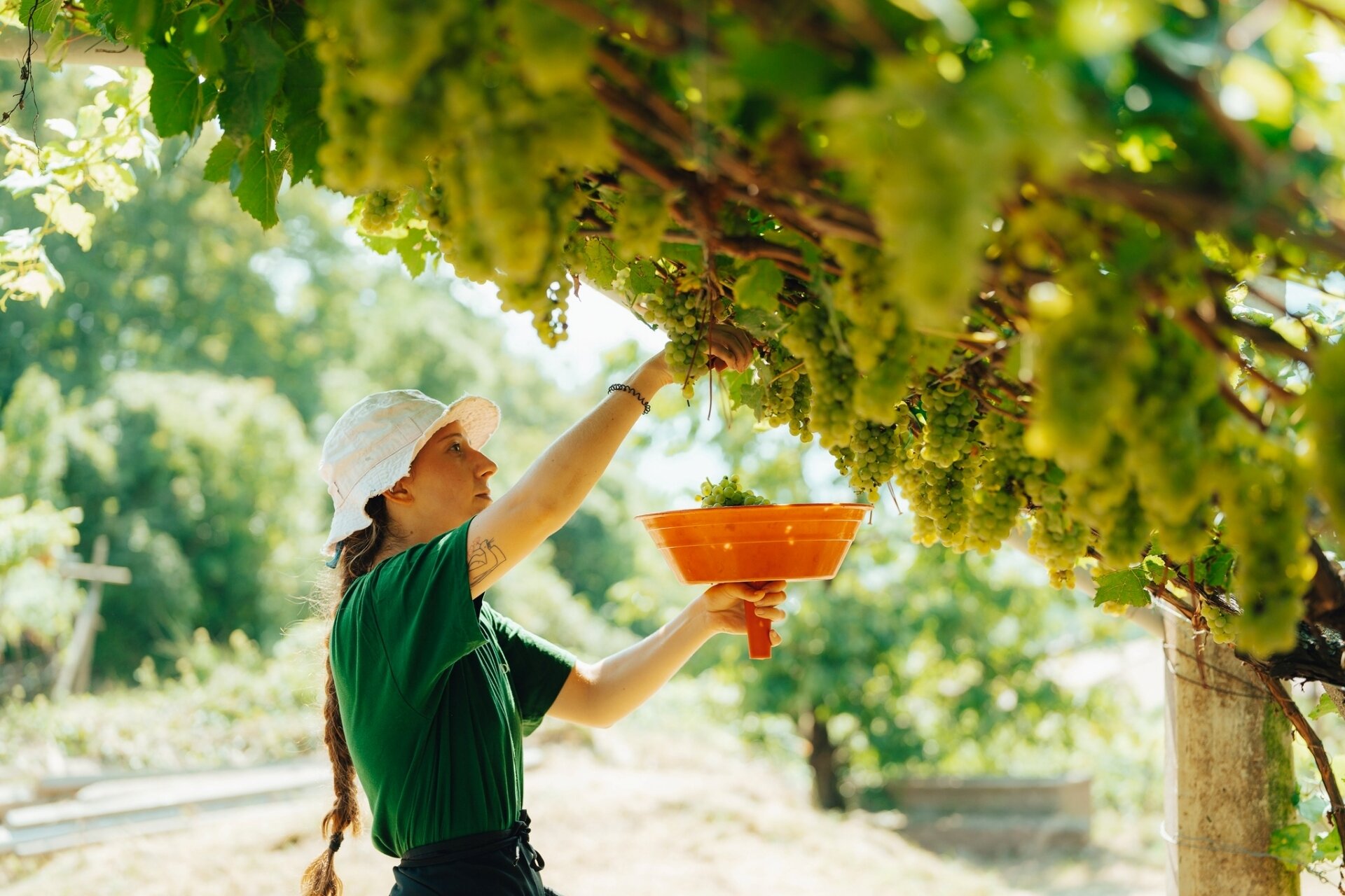 Content Dam Org 5 Images Full Rights Piana Rotaliana Shopping Cantine E Distillerie Maso Poli Vendemmia Maso Poli