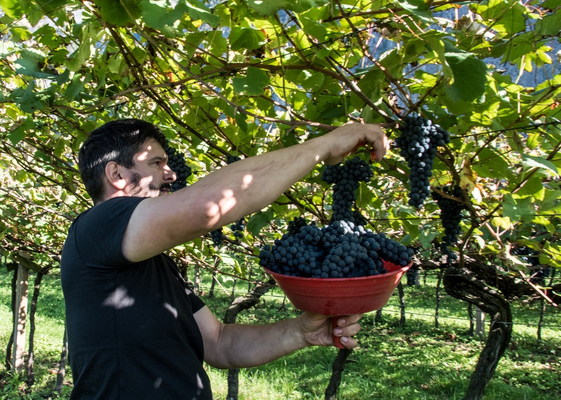 Content Dam Org 5 Images Full Rights Piana Rotaliana Shopping Cantine E Distillerie Piccola Azienda Agricola Redondel Redondel 4