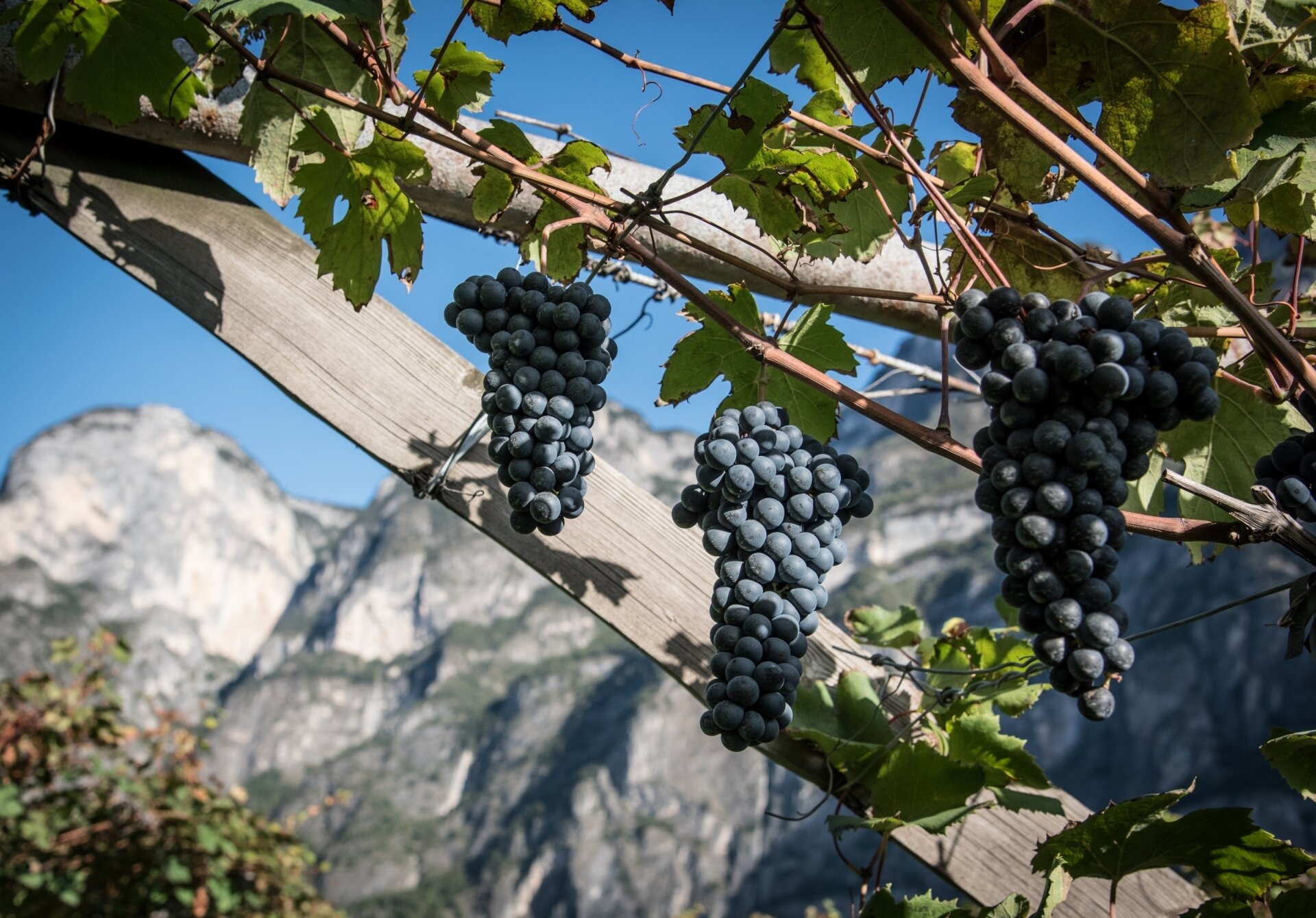 Content Dam Org 5 Images Full Rights Piana Rotaliana Shopping Cantine E Distillerie Piccola Azienda Agricola Redondel Redondel 2