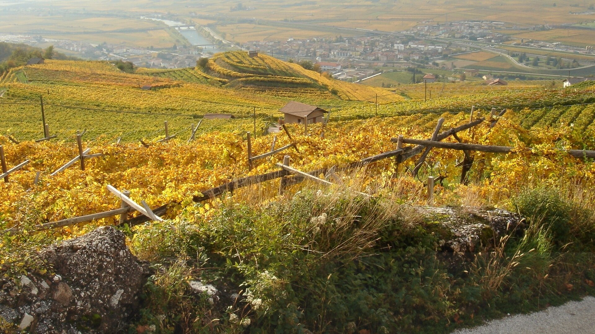 Content Dam Org 5 Images Full Rights Piana Rotaliana Shopping Cantine E Distillerie Az Agr Sandri Arcangelo Sandri Arcangelo Vigneti