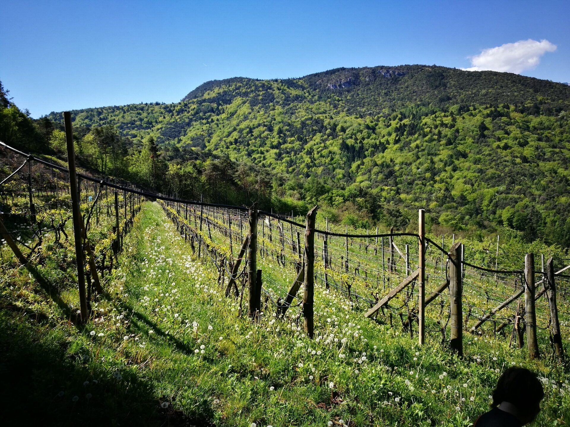 Content Dam Org 5 Images Full Rights Piana Rotaliana Shopping Cantine E Distillerie Villa Piccola Villa Piccola 2