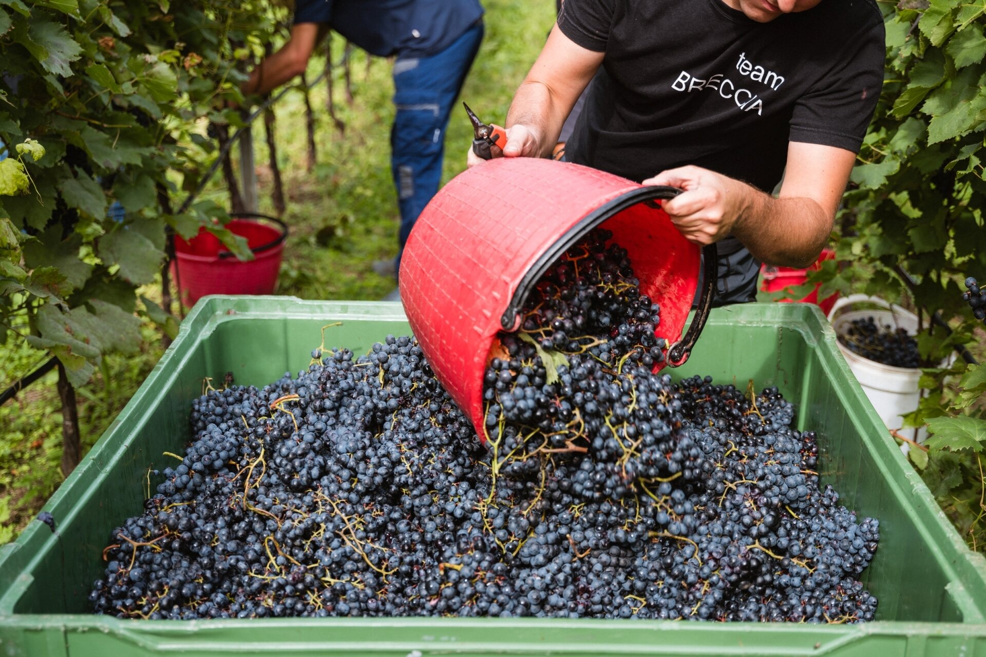 Content Dam Org 5 Images Full Rights Piana Rotaliana Shopping Cantine E Distillerie Breccia 2024 09 25 Vendemmia Ph Nicola Cagol 9