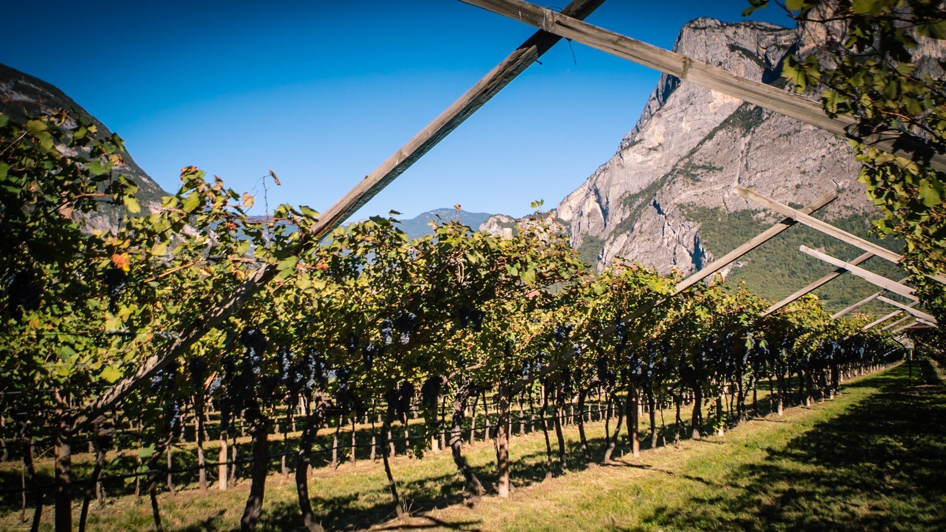 Content Dam Org 5 Images Full Rights Piana Rotaliana Shopping Cantine E Distillerie Cantina De Vigili Cantina De Vigili Rotaliana De Vigili 1