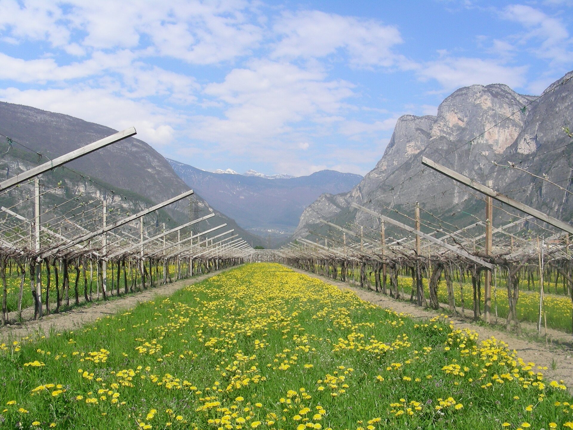 Donati Marco Winery