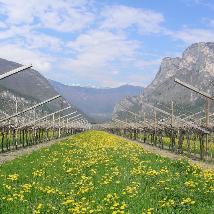 Weingut Donati Marco