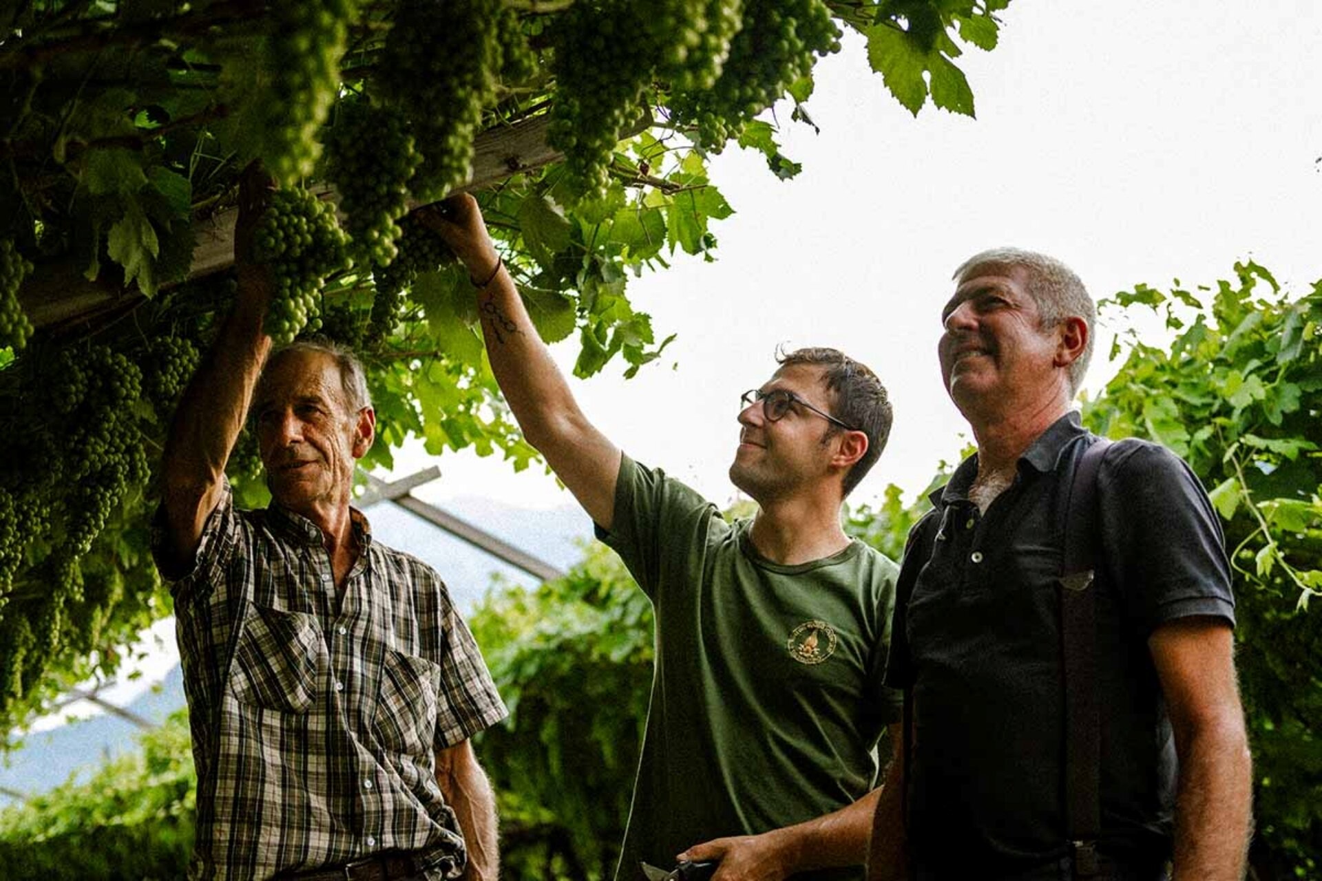 Content Dam Org 5 Images Full Rights Piana Rotaliana Shopping Cantine E Distillerie Endrizzi Elio Endrizzi Elio E Flli 1