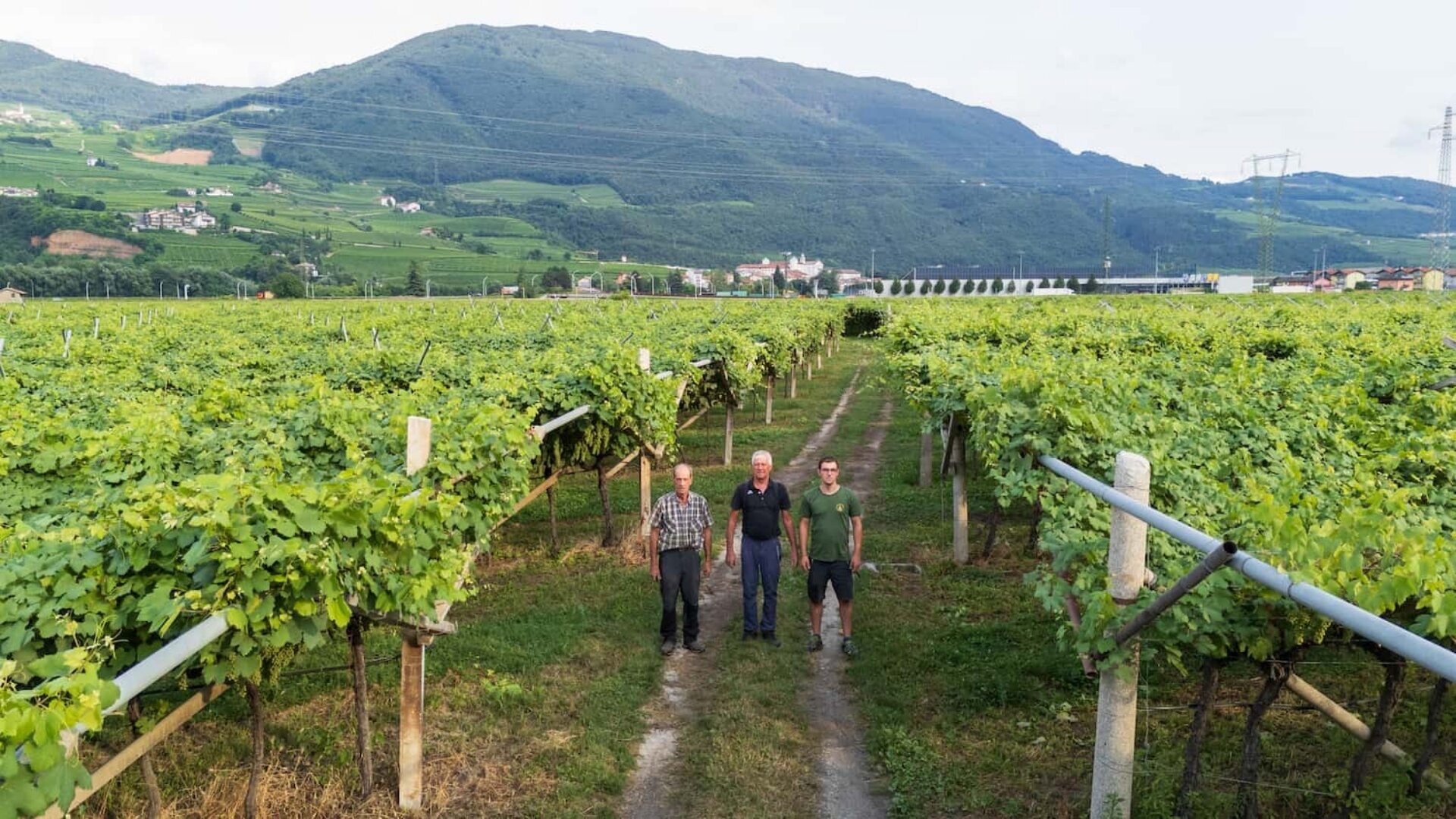 Content Dam Org 5 Images Full Rights Piana Rotaliana Shopping Cantine E Distillerie Endrizzi Elio Endrizzi Elio E Flli 10