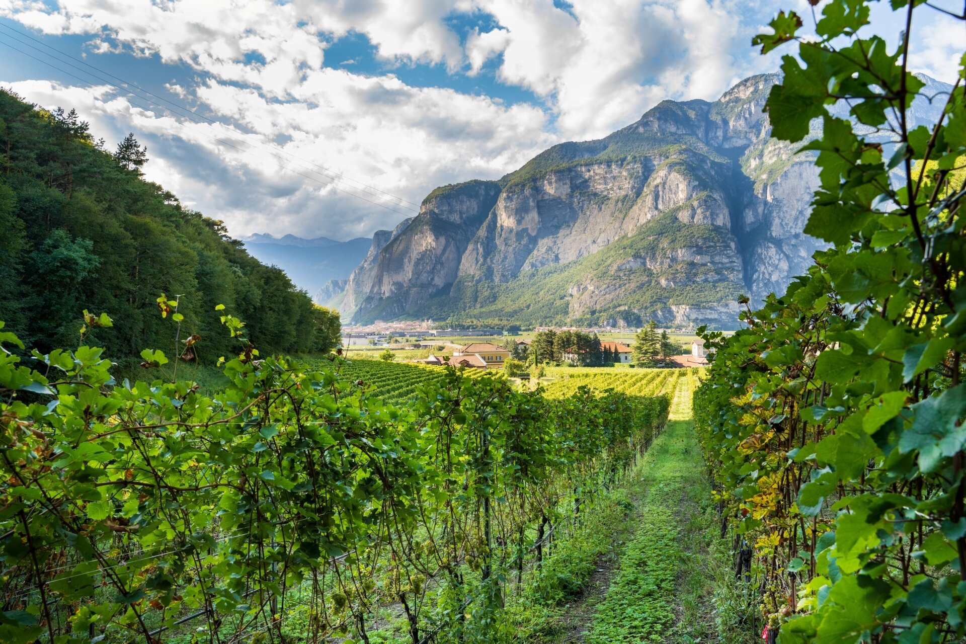 Content Dam Org 5 Images Full Rights Piana Rotaliana Shopping Cantine E Distillerie Cantina Endrizzi 2021 Ph Giorgio Monticelli 41