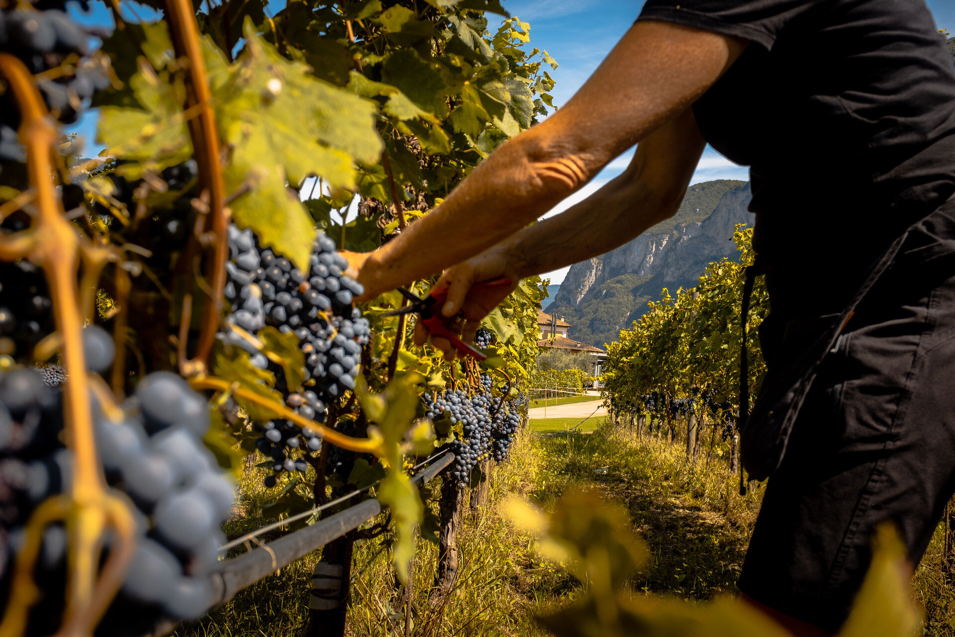 Content Dam Org 5 Images Full Rights Piana Rotaliana Shopping Cantine E Distillerie Cantina Endrizzi Endrizzi Vendemmia 2020 Grappoli