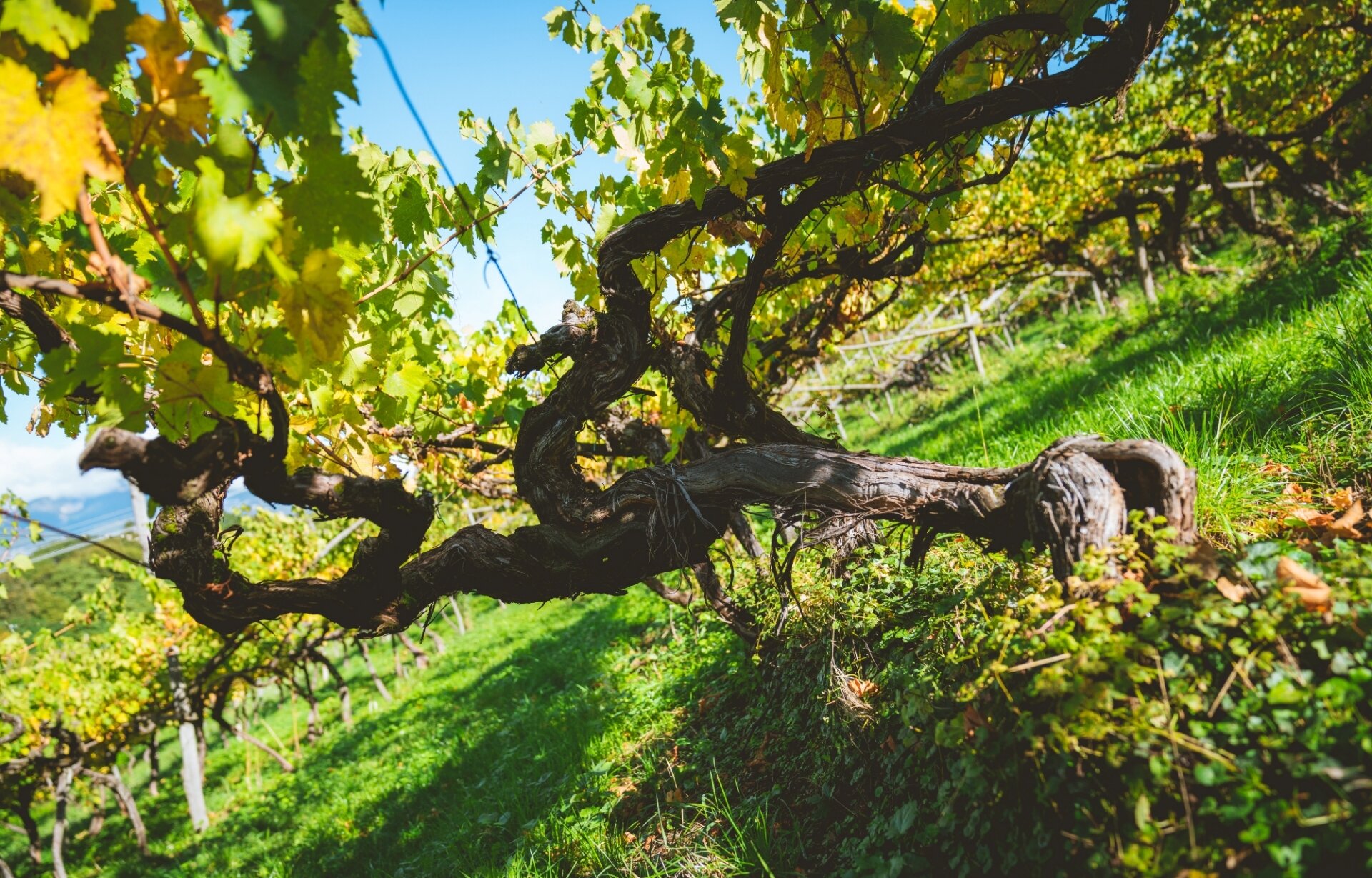 Content Dam Org 5 Images Full Rights Piana Rotaliana Shopping Cantine E Distillerie Cantina Klinger Klinger Winery 34 Ph Manuel Venturini