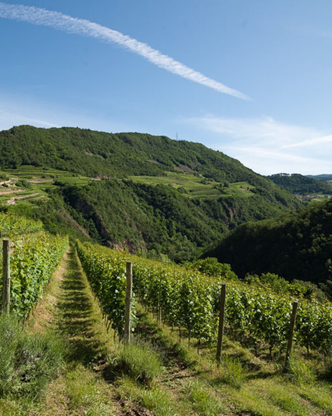 Content Dam Org 5 Images Full Rights Piana Rotaliana Shopping Cantine E Distillerie Cantina La Vis Rotaliana Cantinalavis Vigneto Masofranch