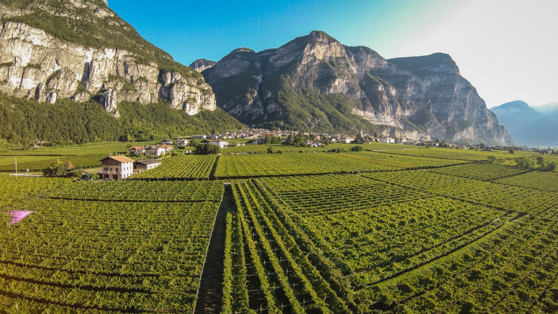 Content Dam Org 5 Images Full Rights Piana Rotaliana Shopping Cantine E Distillerie Cantina Rovere Della Luna Cs Rovere Della Luna Panoramica Sui Vigneti