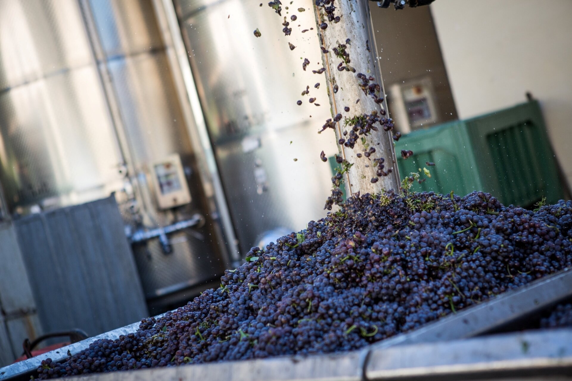 Content Dam Org 5 Images Full Rights Piana Rotaliana Shopping Cantine E Distillerie Cantina Rovere Della Luna Cs Rovere Della Luna Vendemmia 4