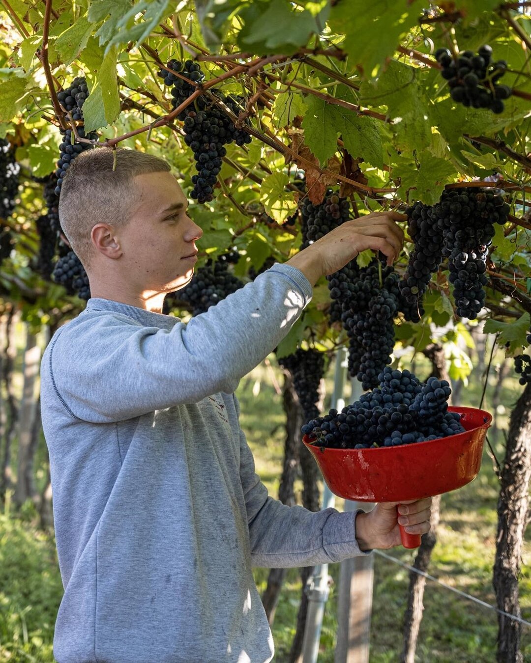 Cantina Zanini Luigi