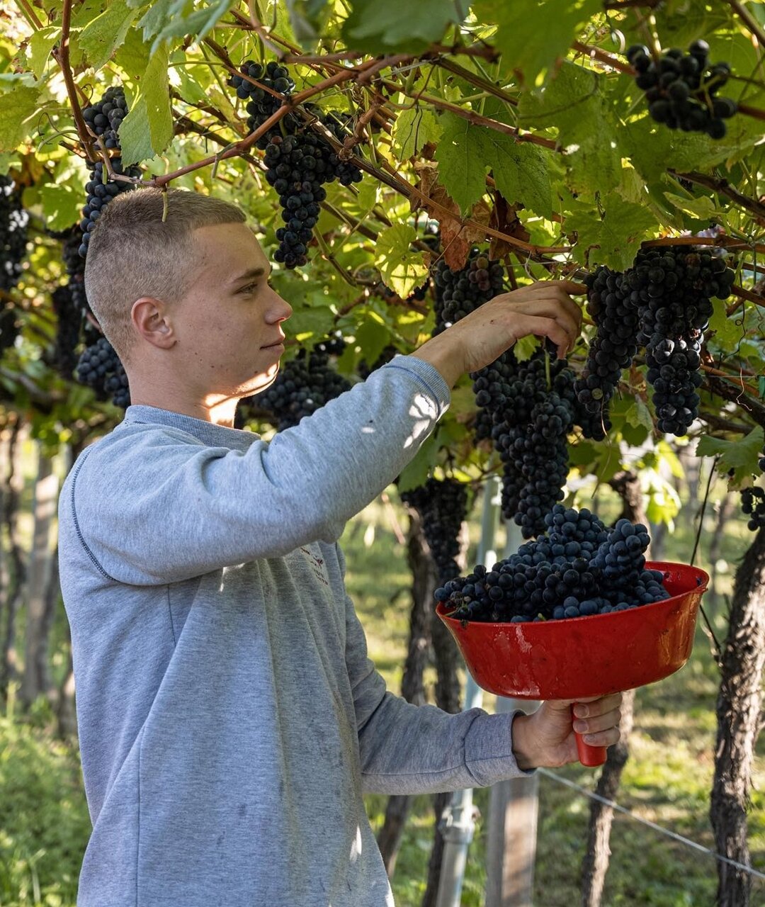 Cantina Zanini Luigi