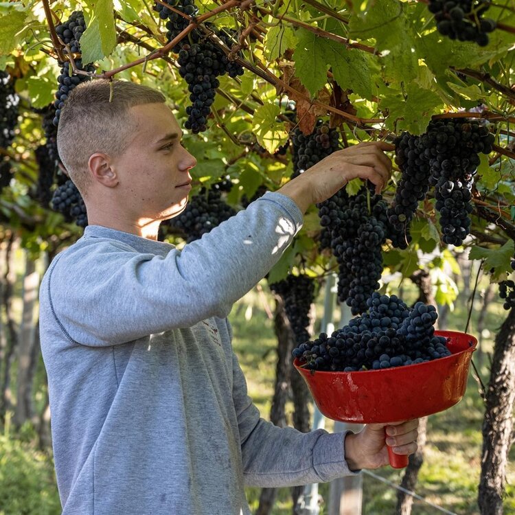 Weingut Zanini Luigi