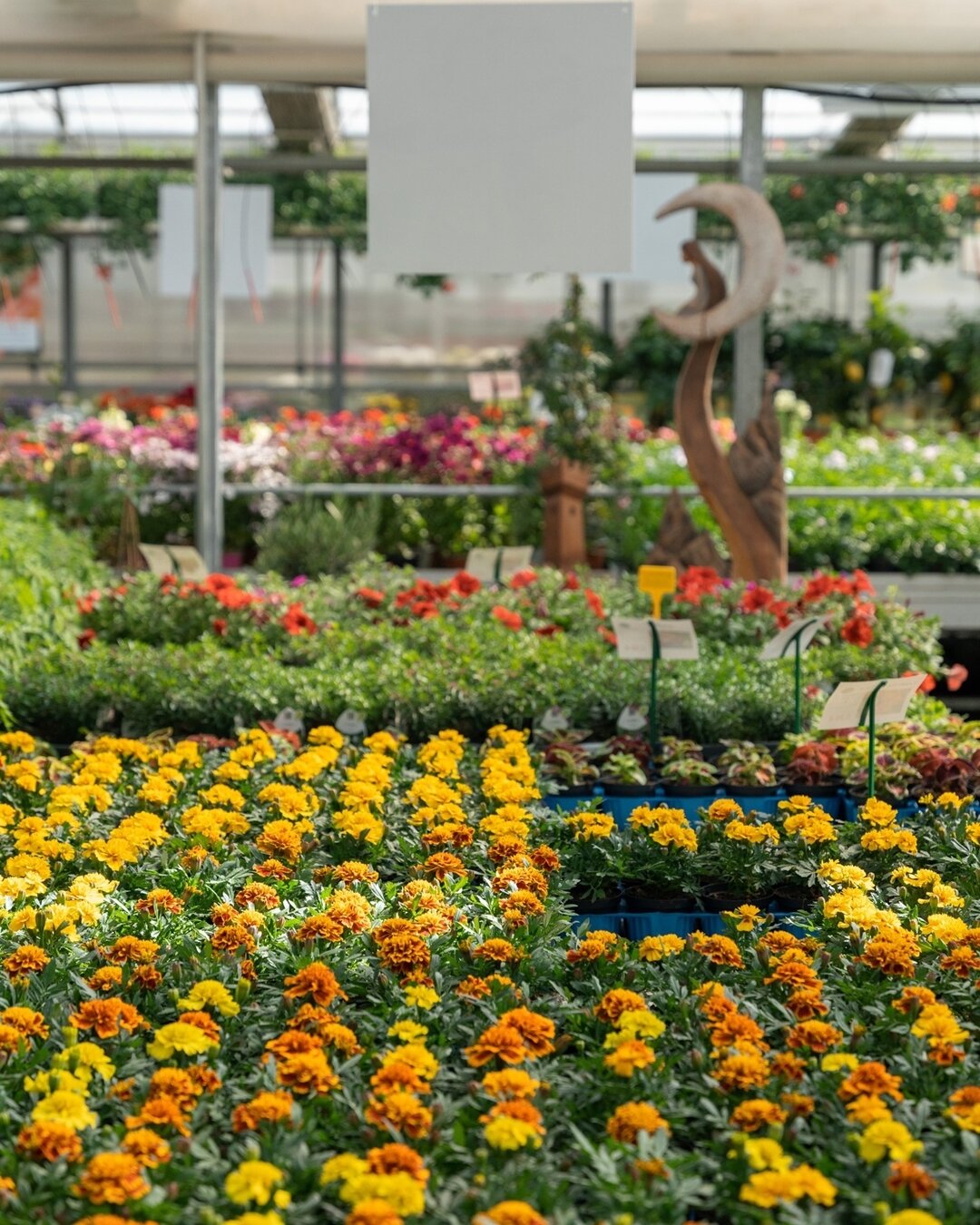 Content Dam Org 5 Images Full Rights Piana Rotaliana Shopping Produzioni Agricole Floricoltura Roncador Valentino Floricoltura Roncador Fiori Rotaliana