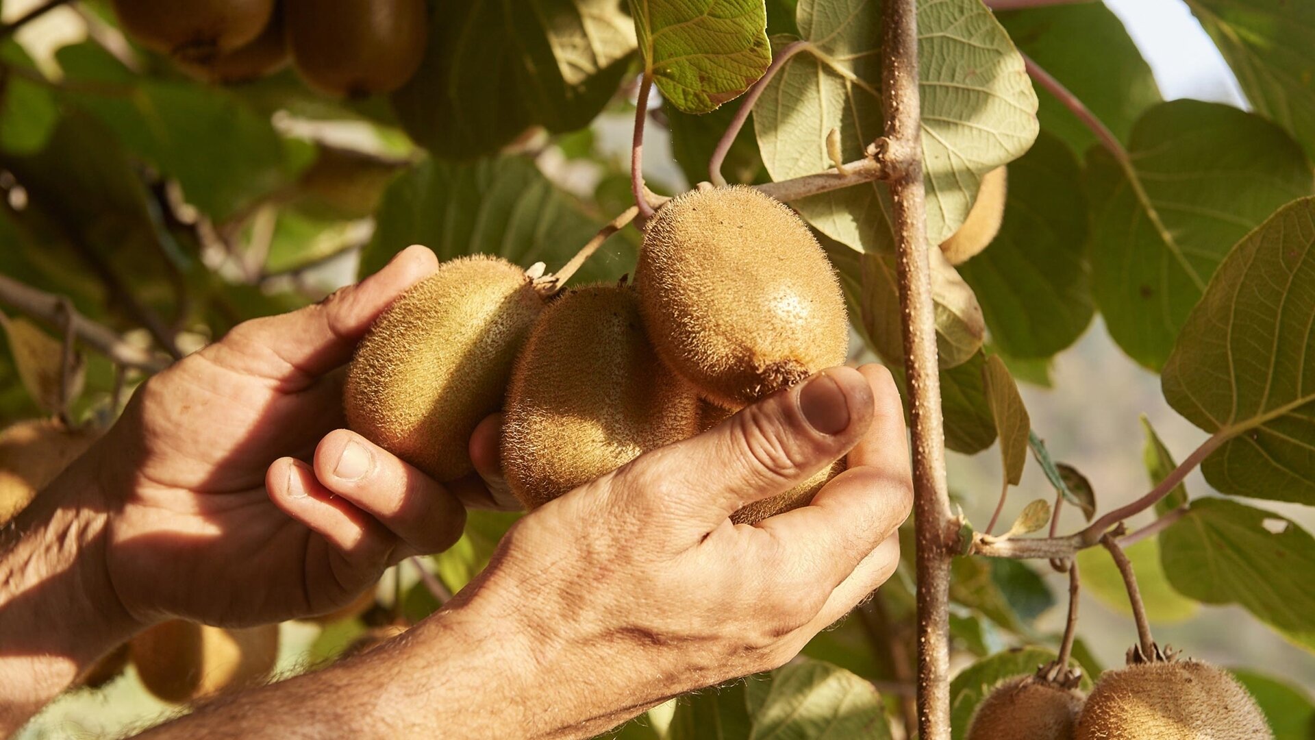 Content Dam Org 5 Images Full Rights Piana Rotaliana Shopping Produzioni Agricole La Trentina La Trentina Rotaliana Kiwi