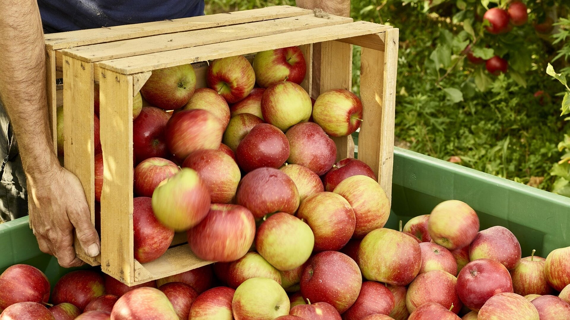 Content Dam Org 5 Images Full Rights Piana Rotaliana Shopping Produzioni Agricole La Trentina La Trentina Rotaliana Morgen