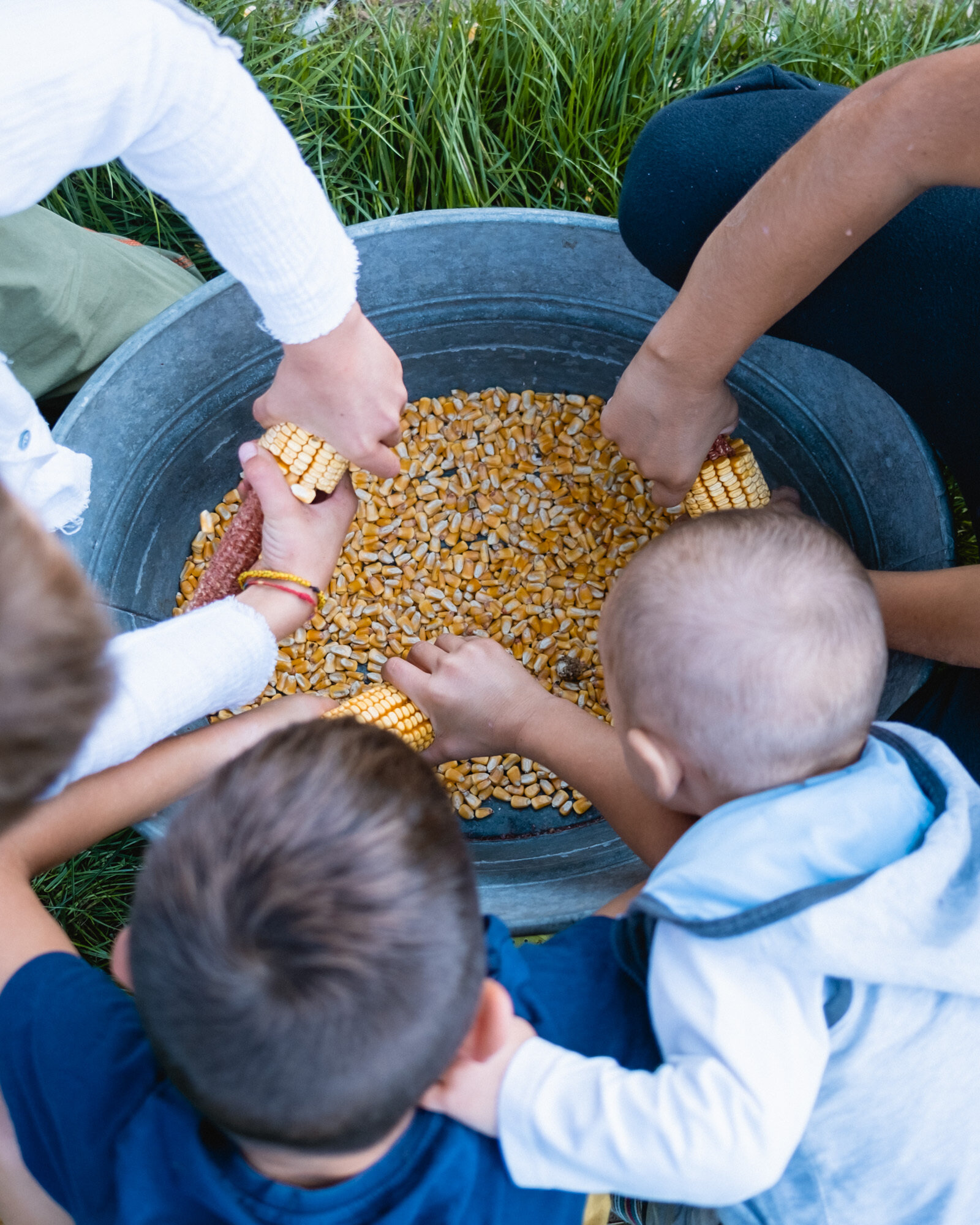 Content Dam Org 5 Images Full Rights Piana Rotaliana Shopping Produzioni Agricole Aneghe Taneghe Aneghe Taneghe Rotaliana Sgranare Pannocchie